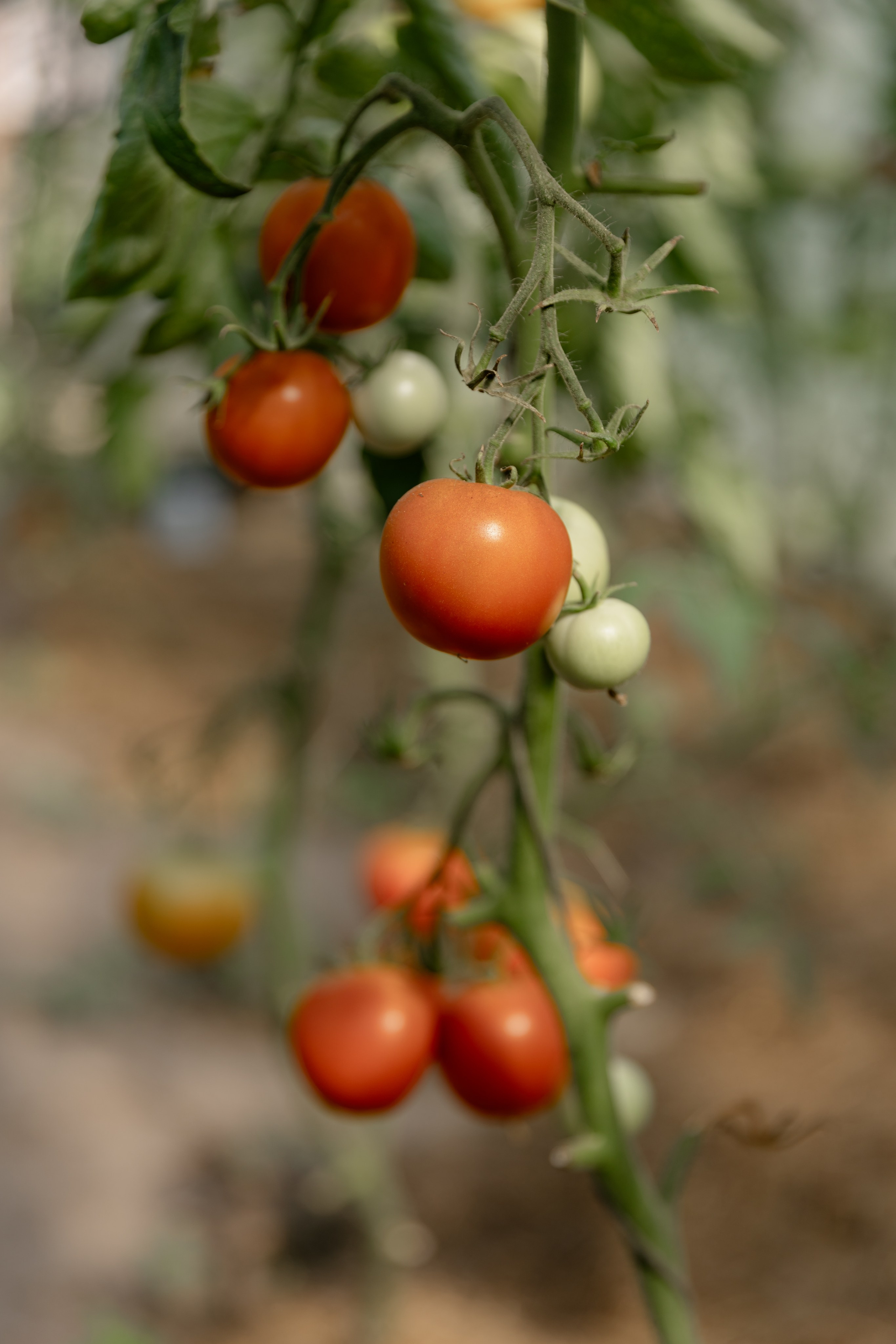 Виноградники. Dima Lemeshevsky