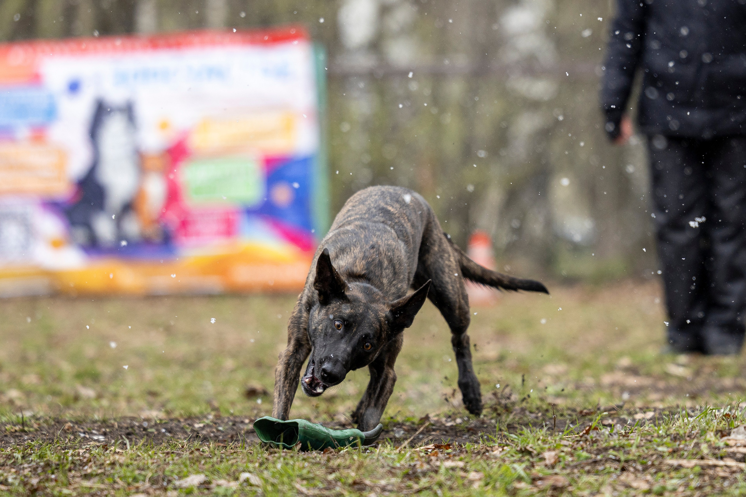Квалификационные состязания по мондьорингу г. Вологда 11.05.24. Фотограф-анималист Анна Маринич