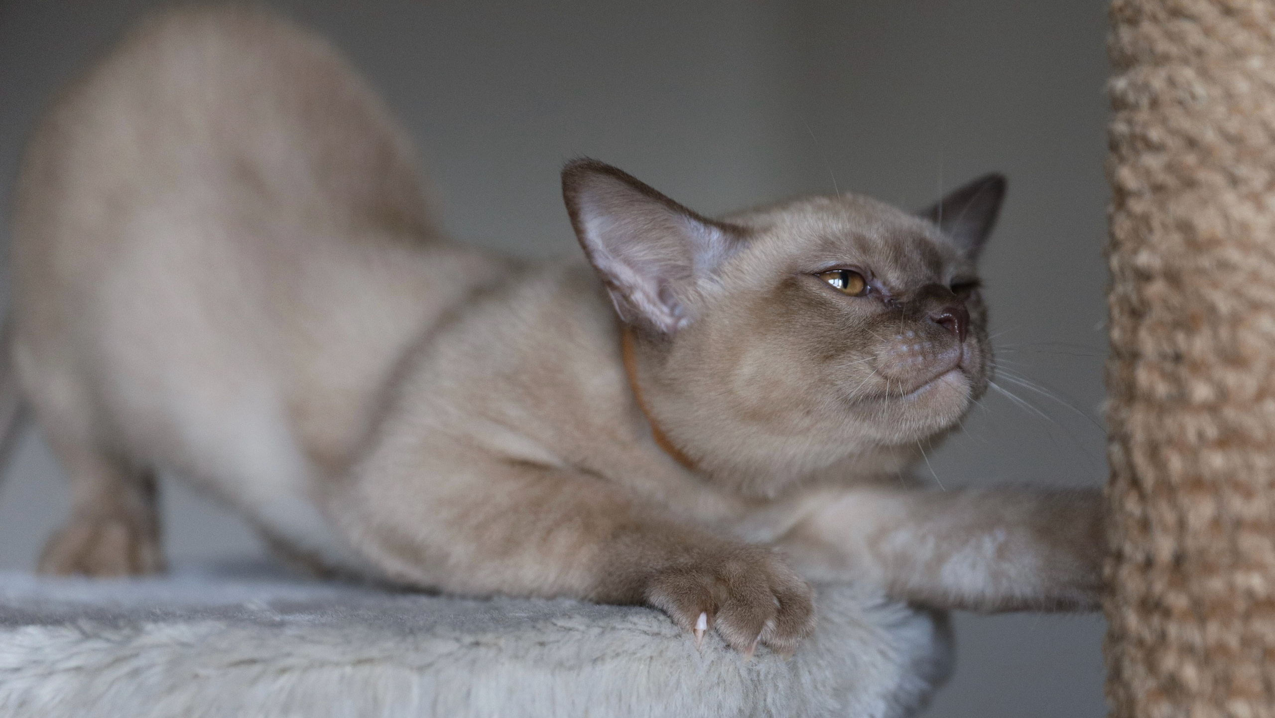Casper. Питомник «Bouncy Life»