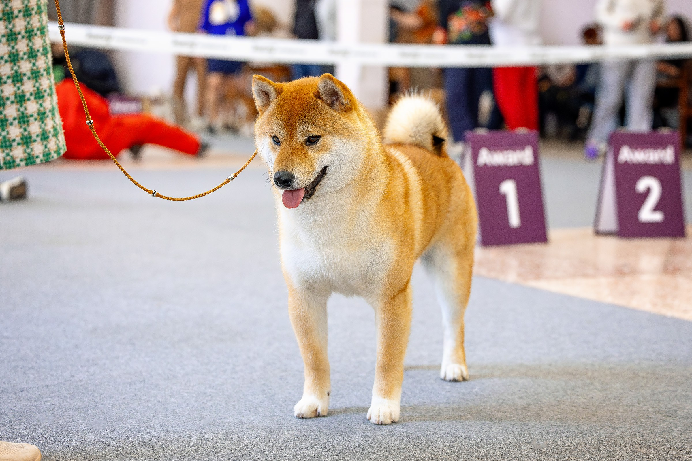 6 апреля 2025, Выставка РКФ, г. Пермь. Htykk_photo
