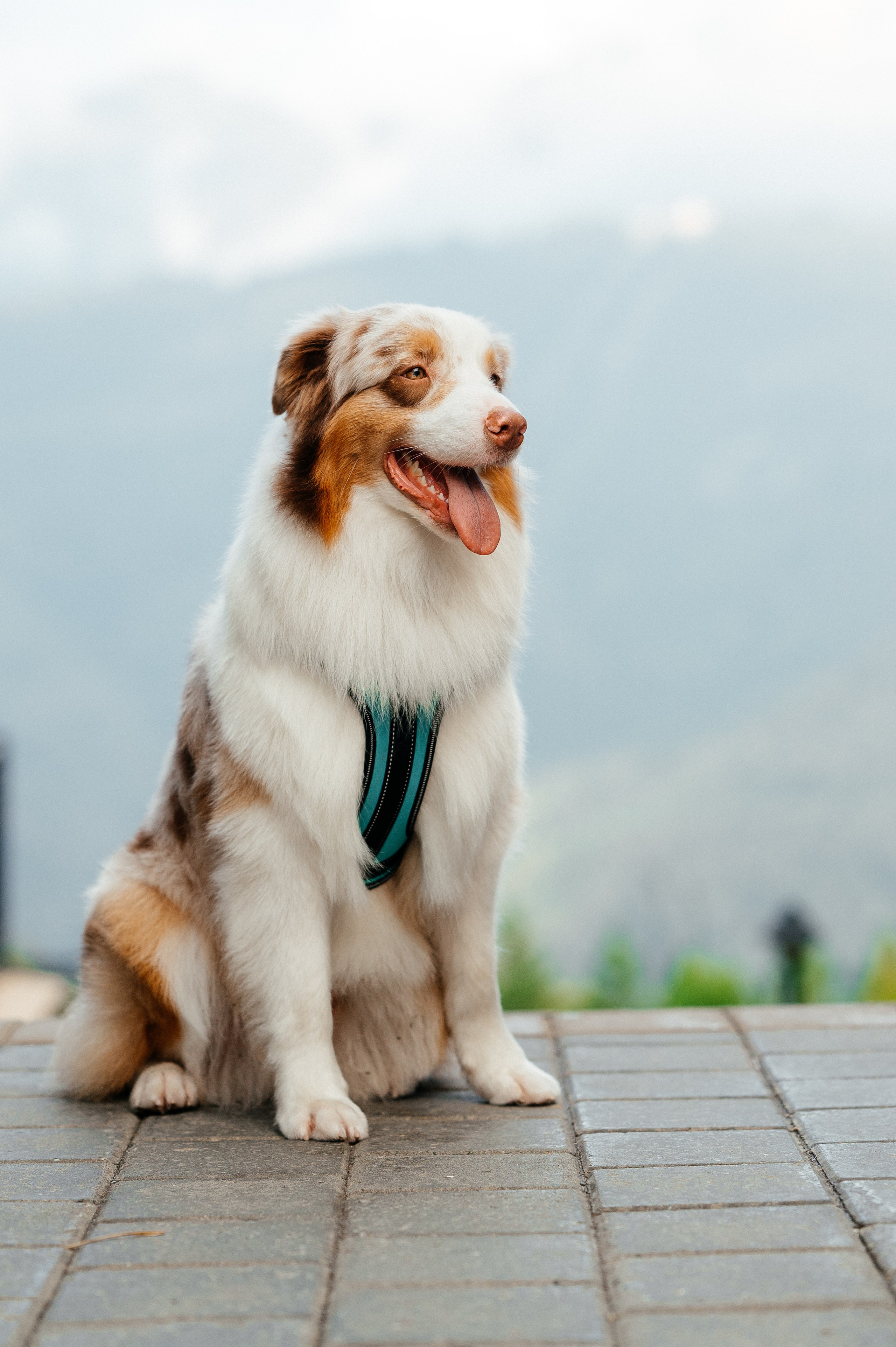 Фотосессия Красная Поляна. Свадебный и семейный фотограф в Краснодаре Марина Стёпа