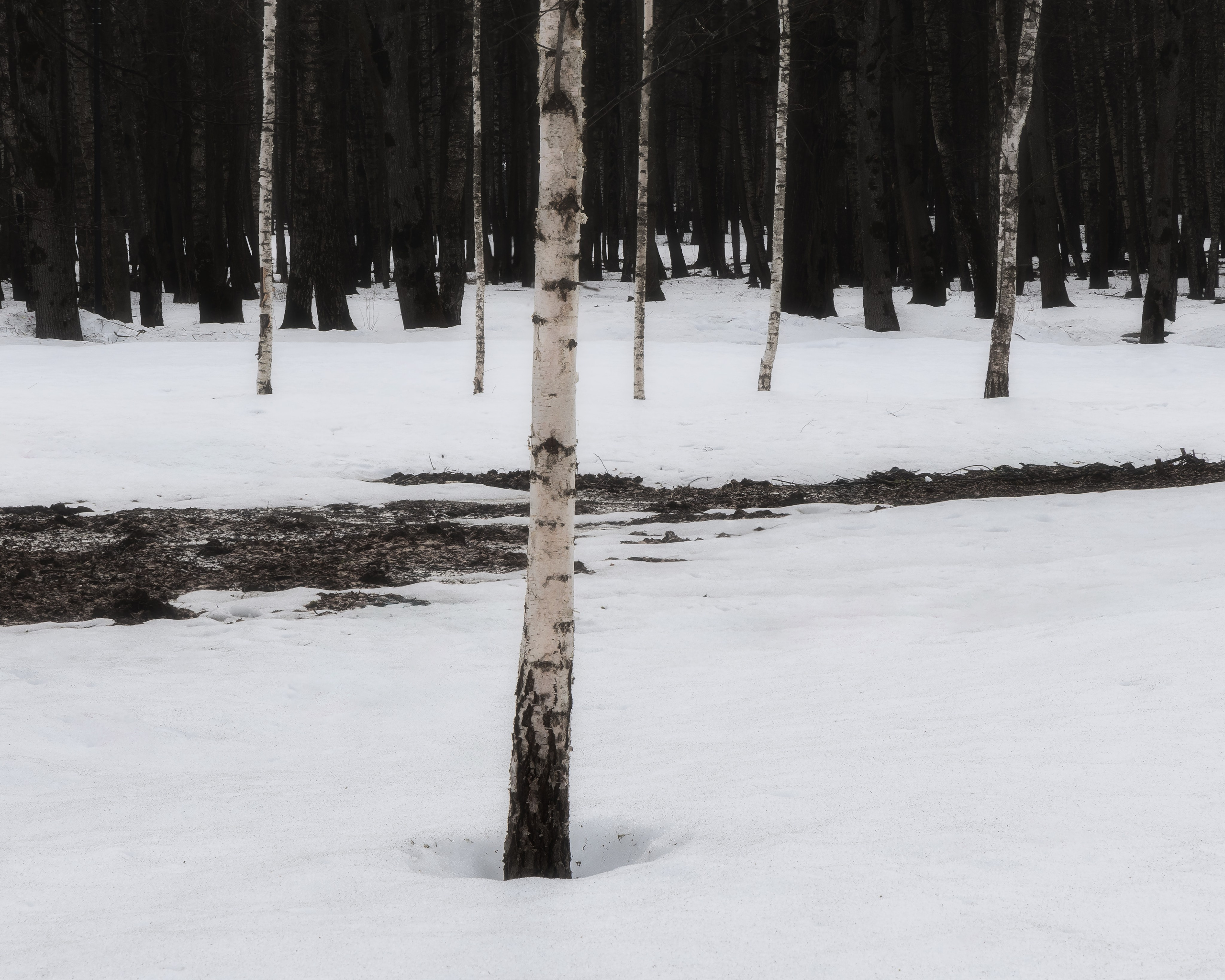 Весенний лес. Фотограф Мартыненко Дмитрий