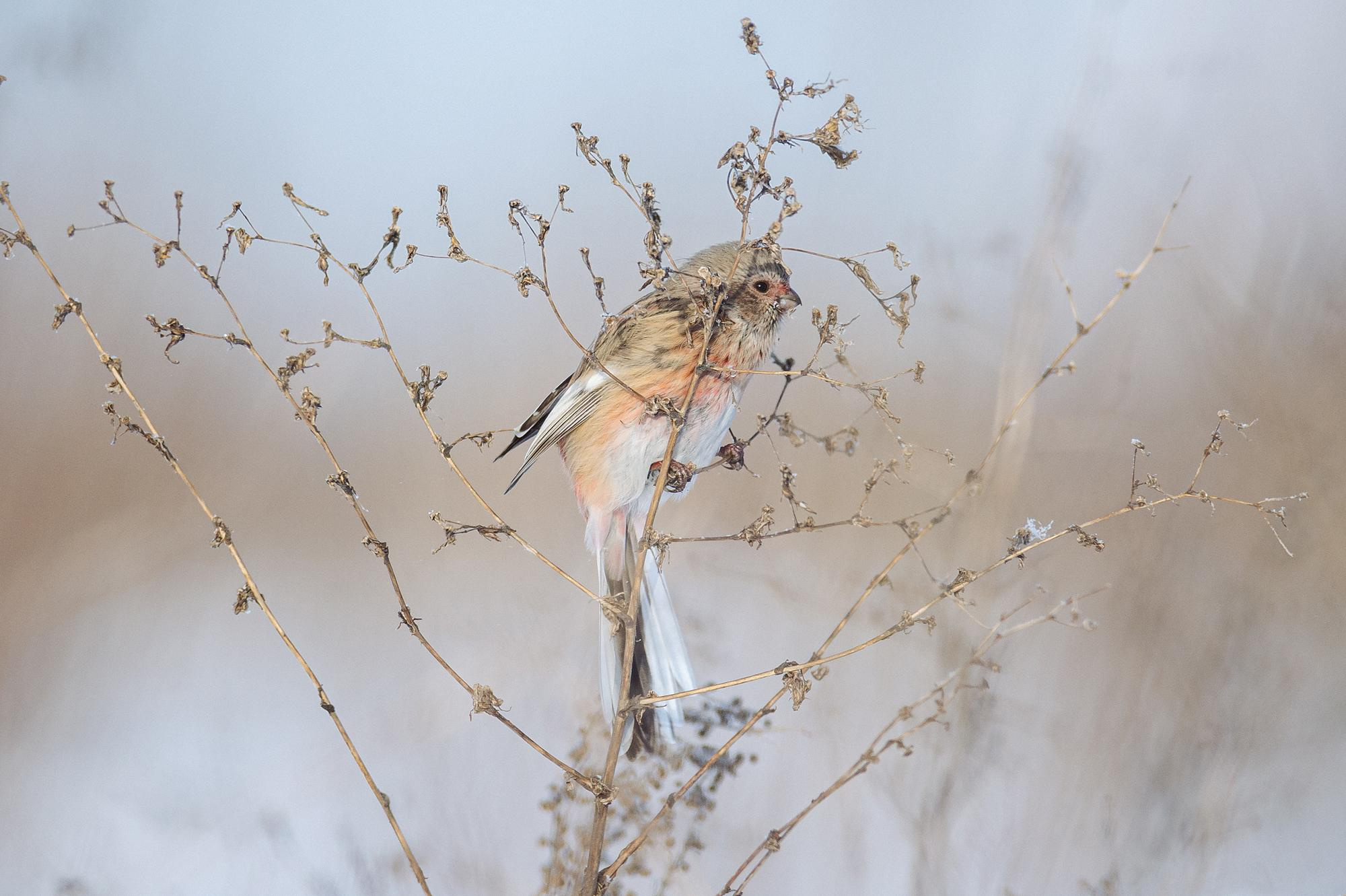 WildLife. Спортивный фотограф в Уфе Евгений Буров