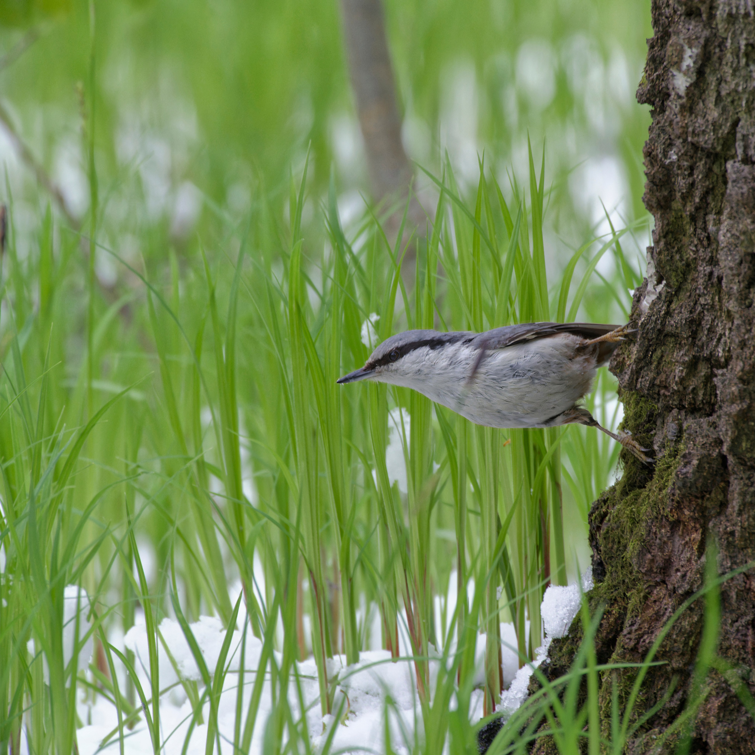 Перья. Семоха Валерий. Фотограф