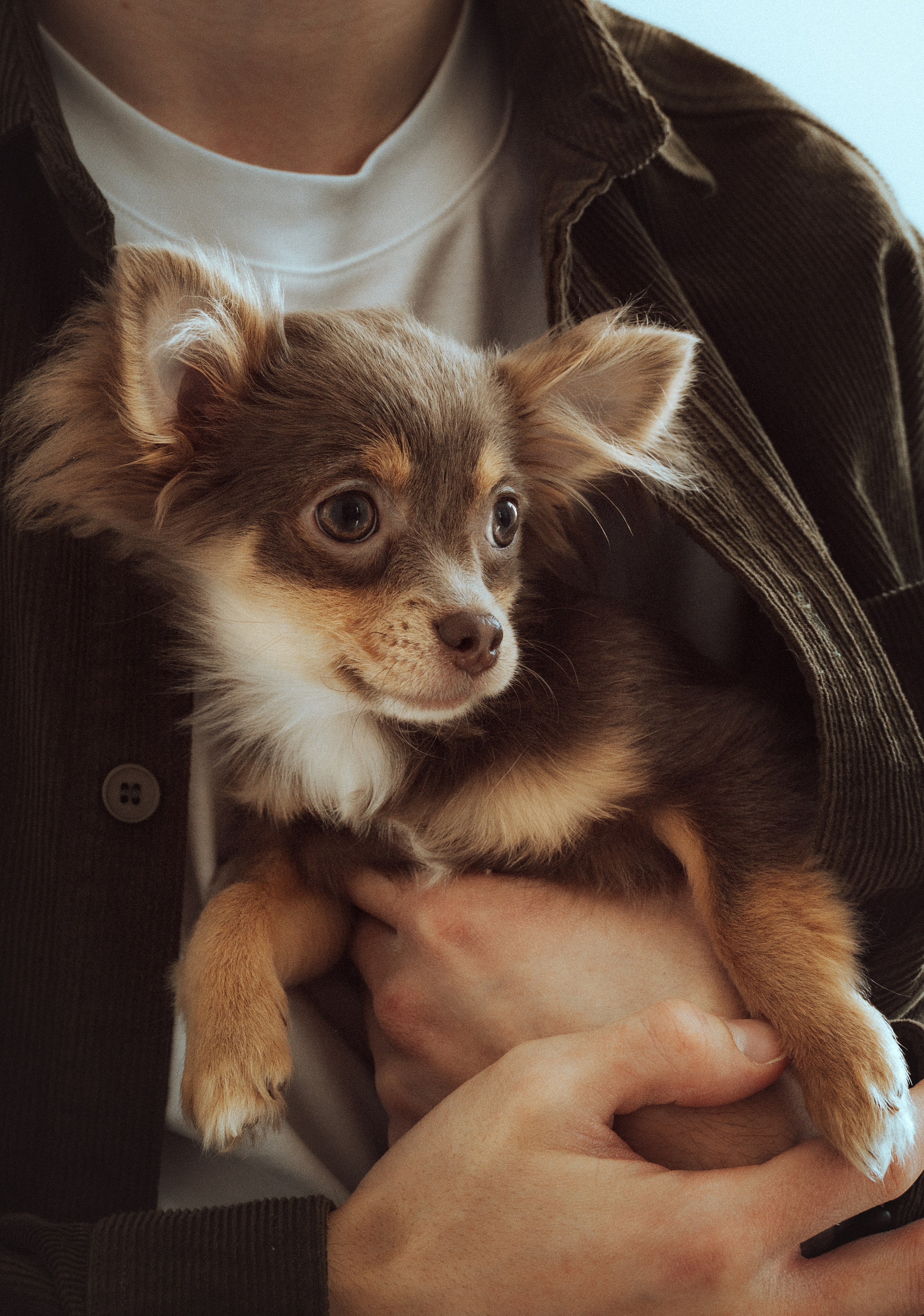 Съемка с собаками, животными