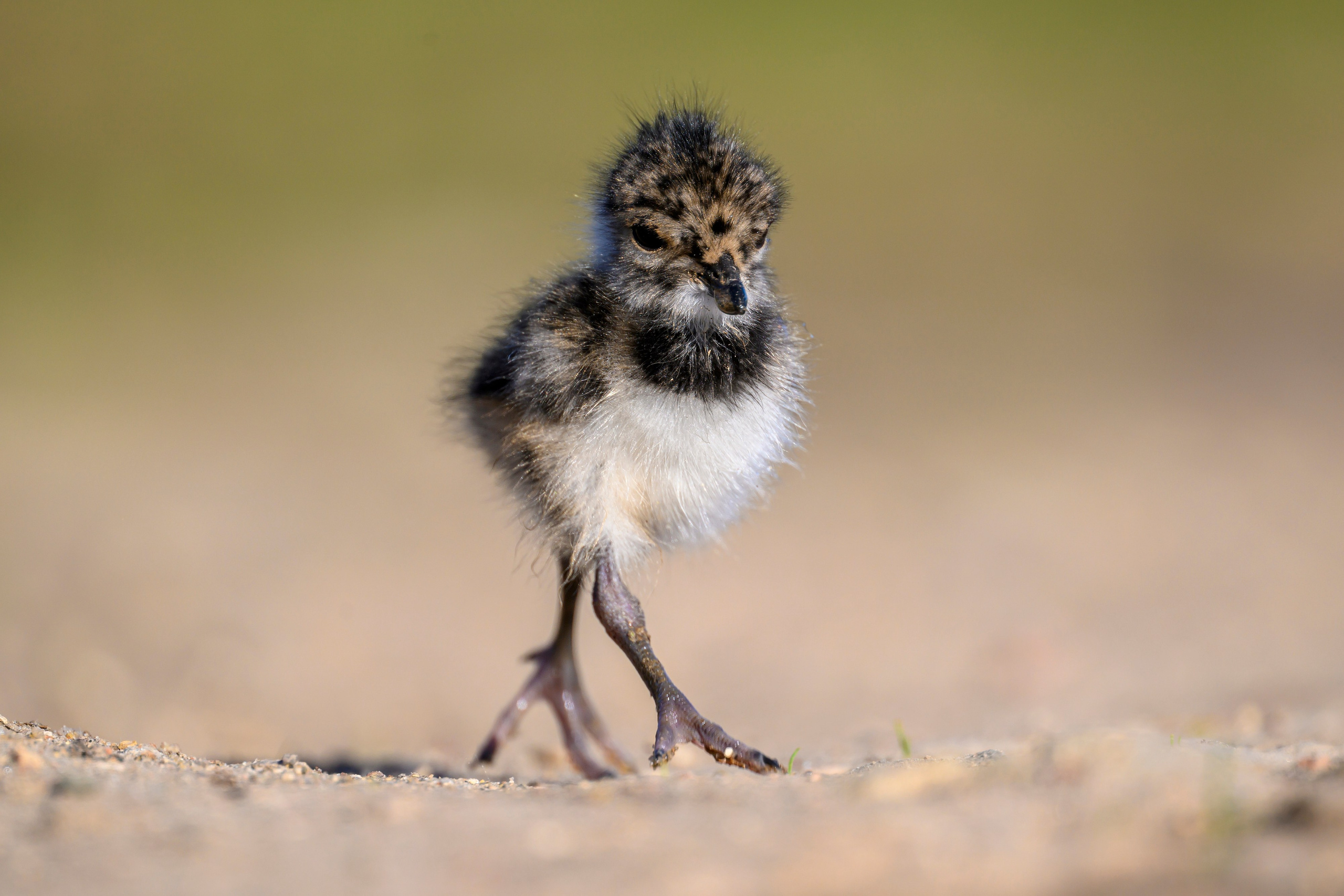 Чибисята. Wildlife photography by Sergey Puponin