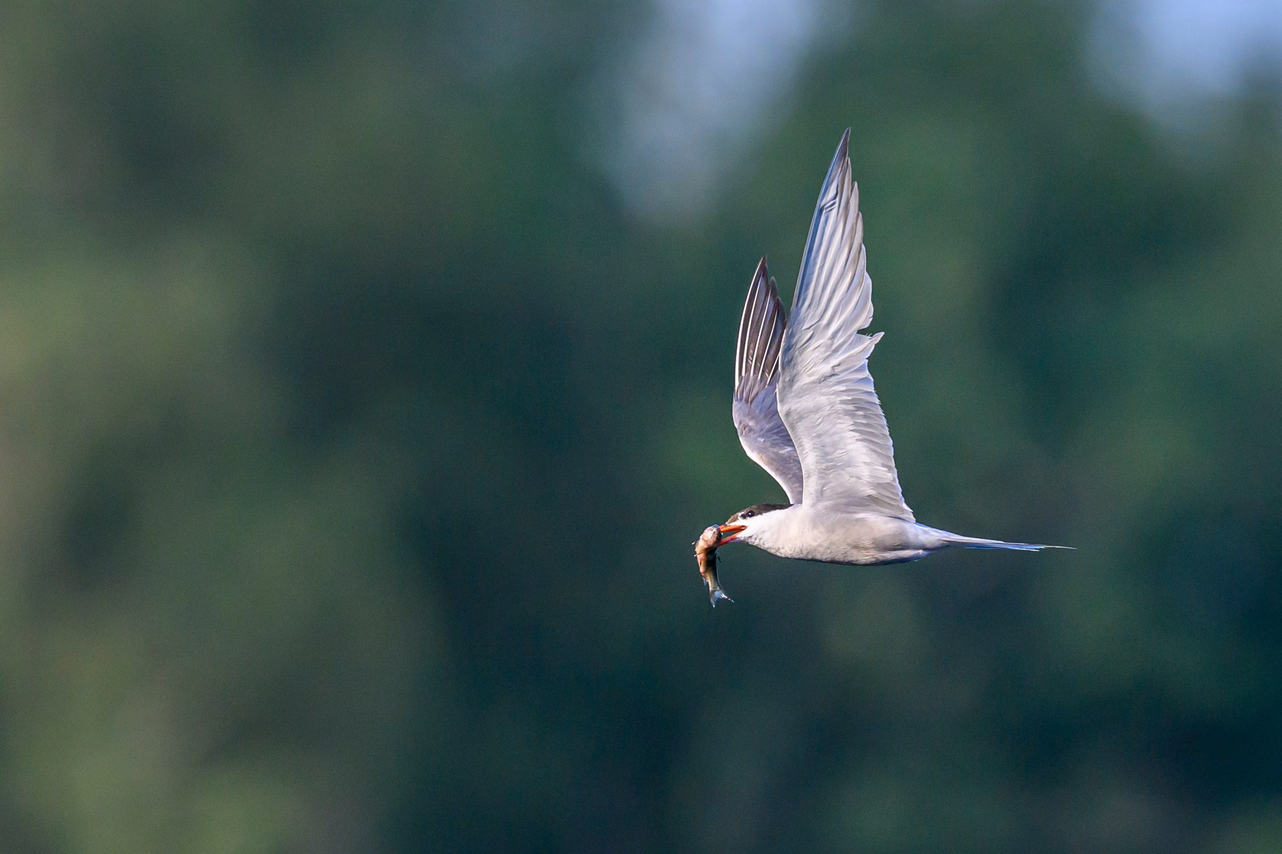 Большой кроншнеп и крачки. Wildlife photography by Sergey Puponin