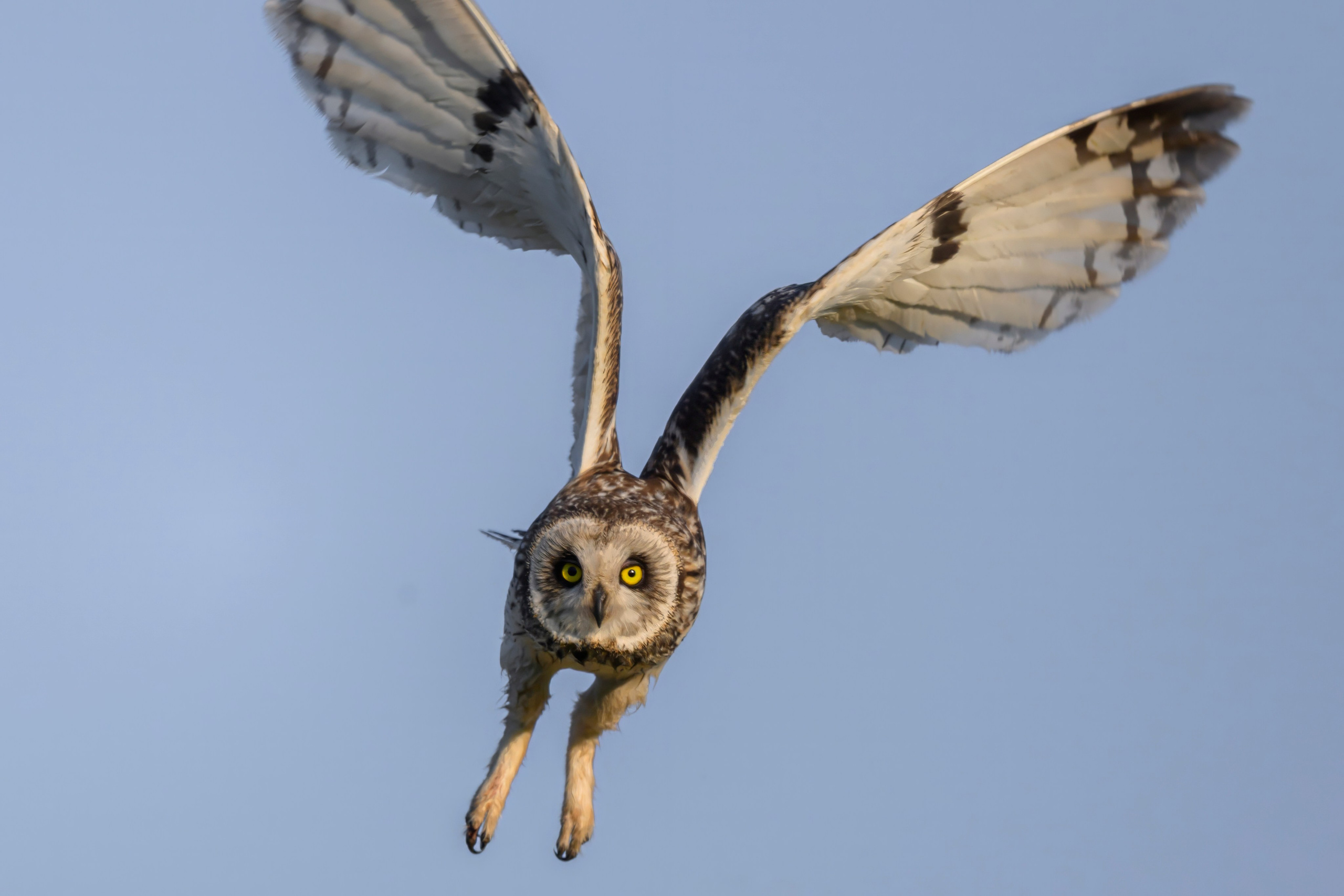 Совы и веретенники. Фотограф Сергей Пупонин