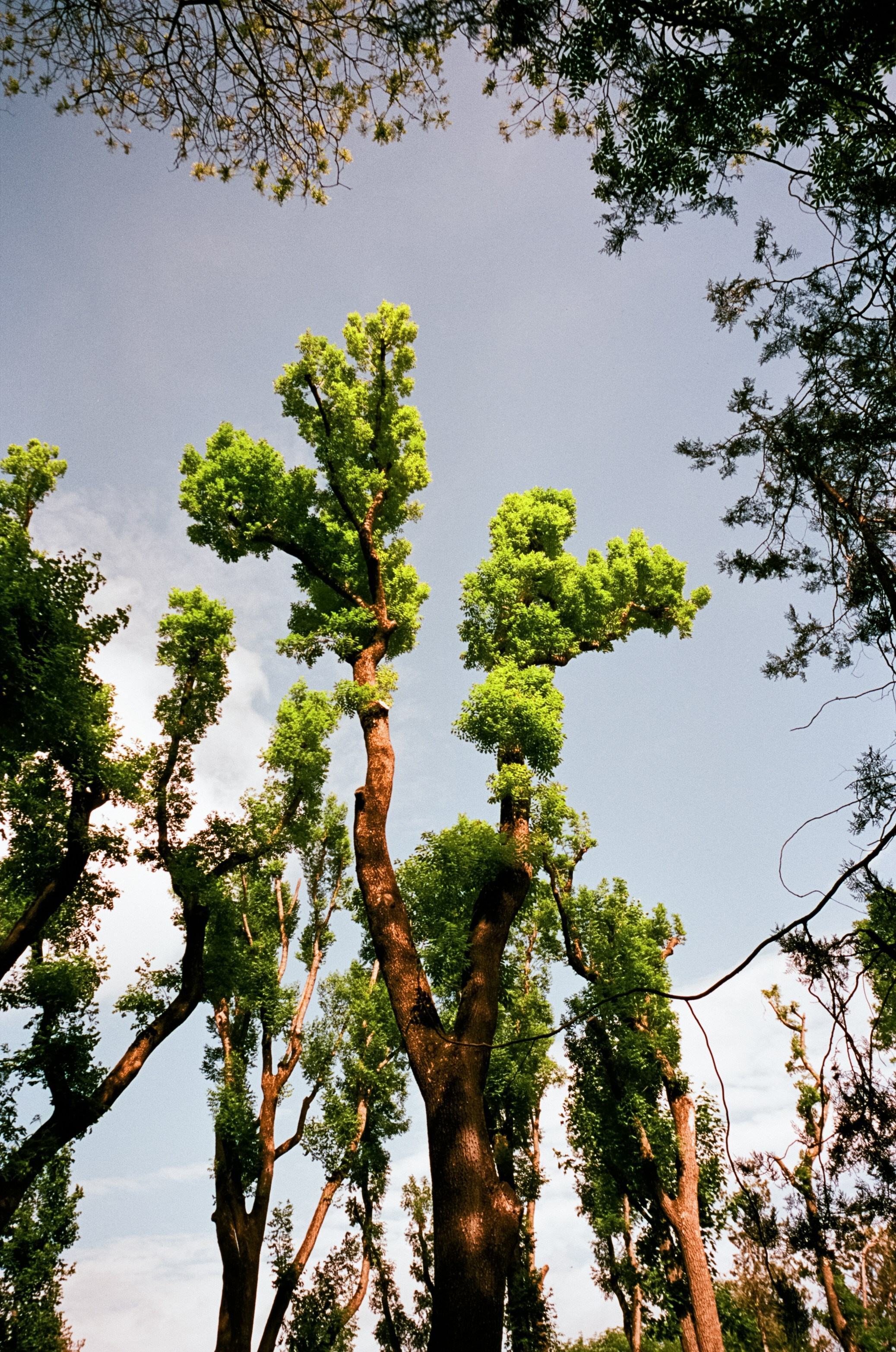 6 мая Парк Ессентуки / Voigtlander BESSA-T / Kodak Aerocolor IV