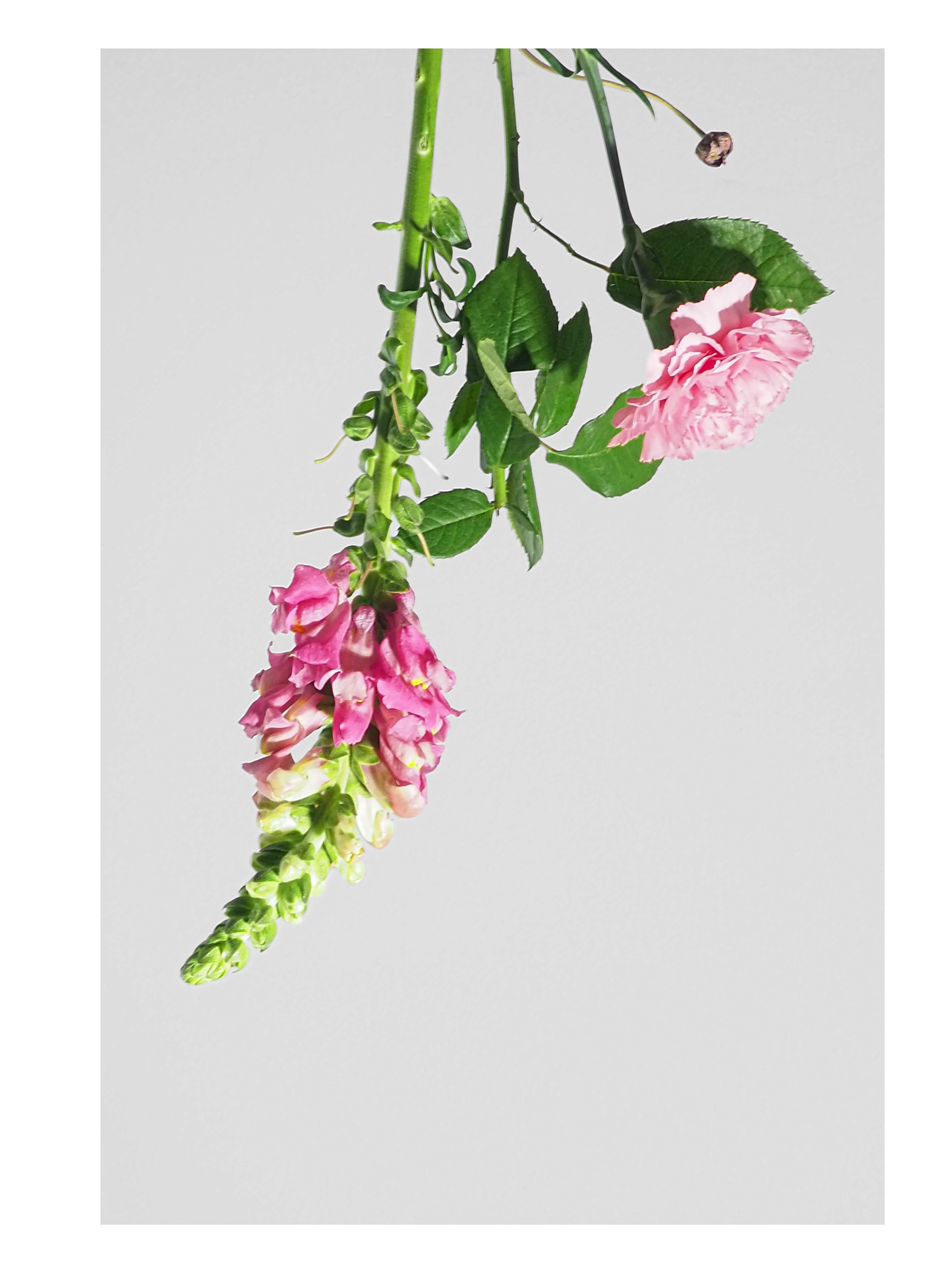 Цветы. Предметный фотограф в Москве Мария Игнатенко. Нейрофото, ретушь, сет-дизайн