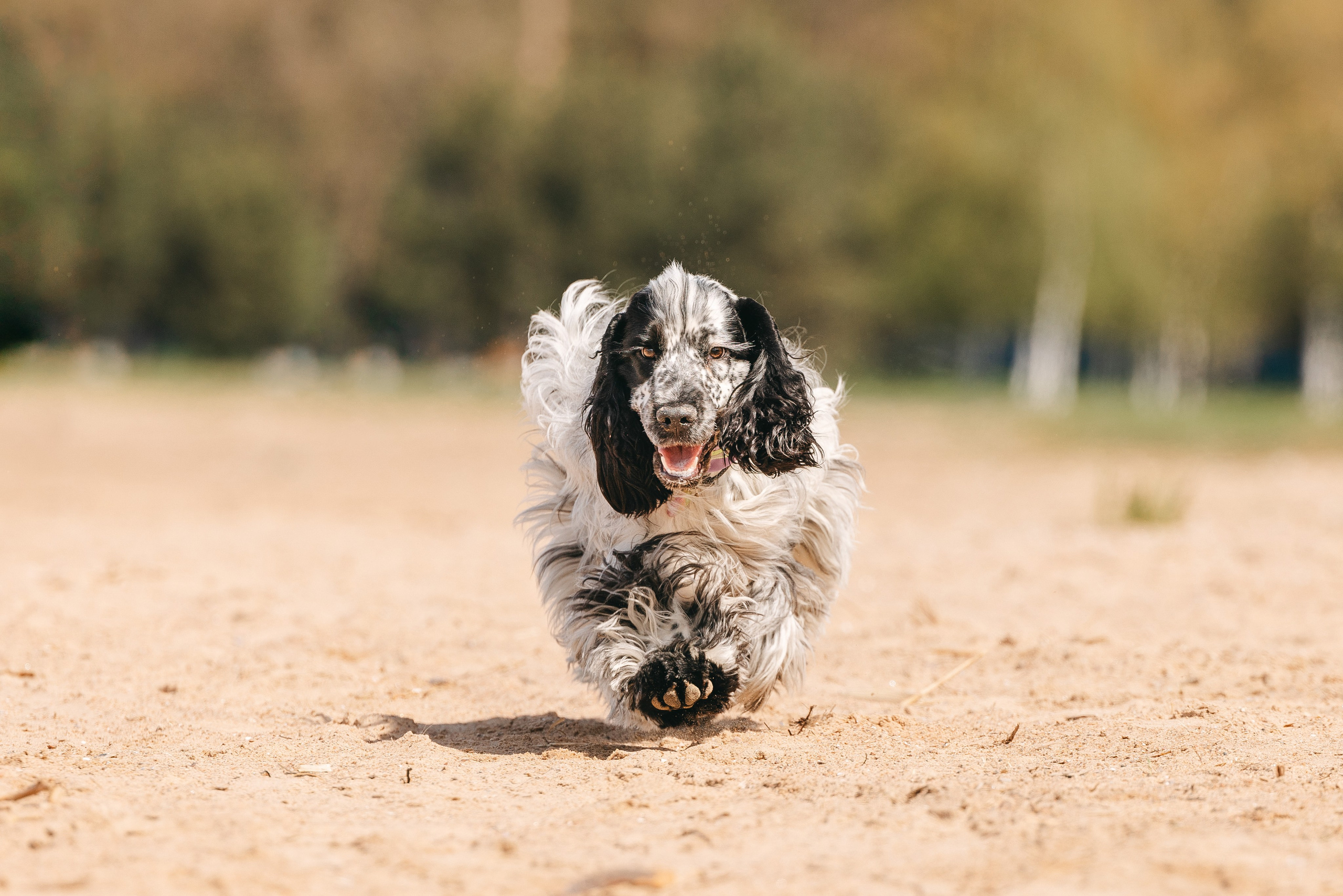 Спанимания. Фотограф анималист Осипчикова Мария