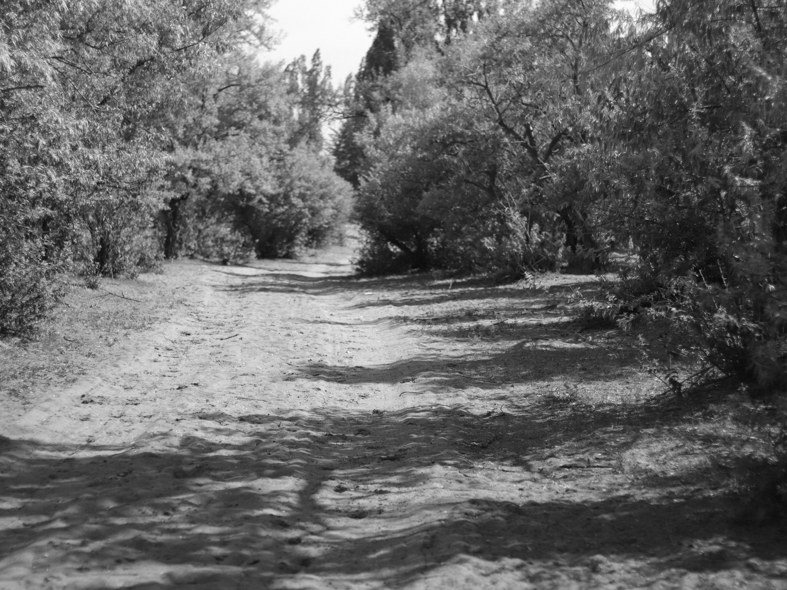 Dry Ridge. Фотограф и исследователь фотографии из Санкт-Петербурга Елизавета Веприцкая