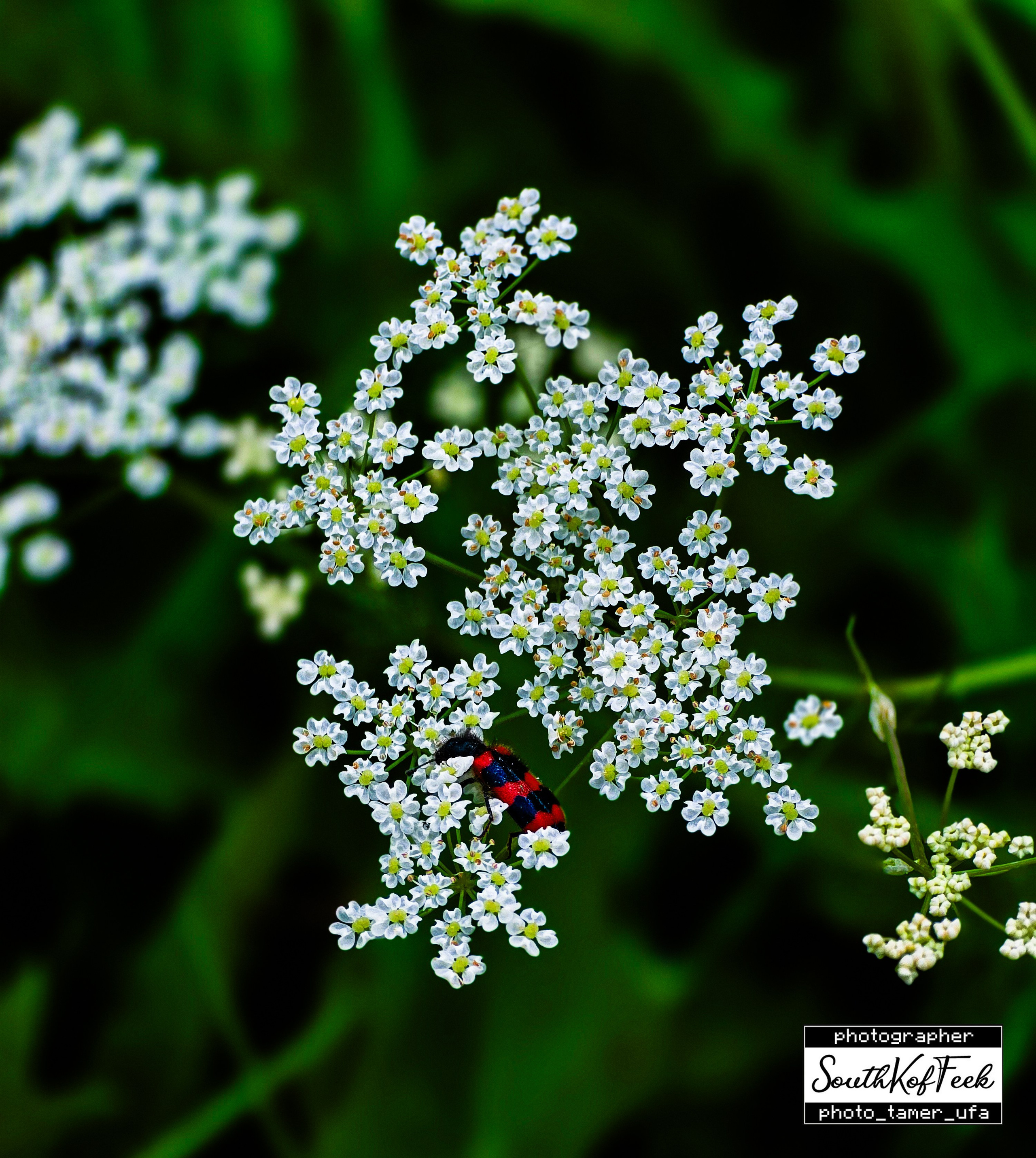 Цветы?. Photo Tamer Ufa