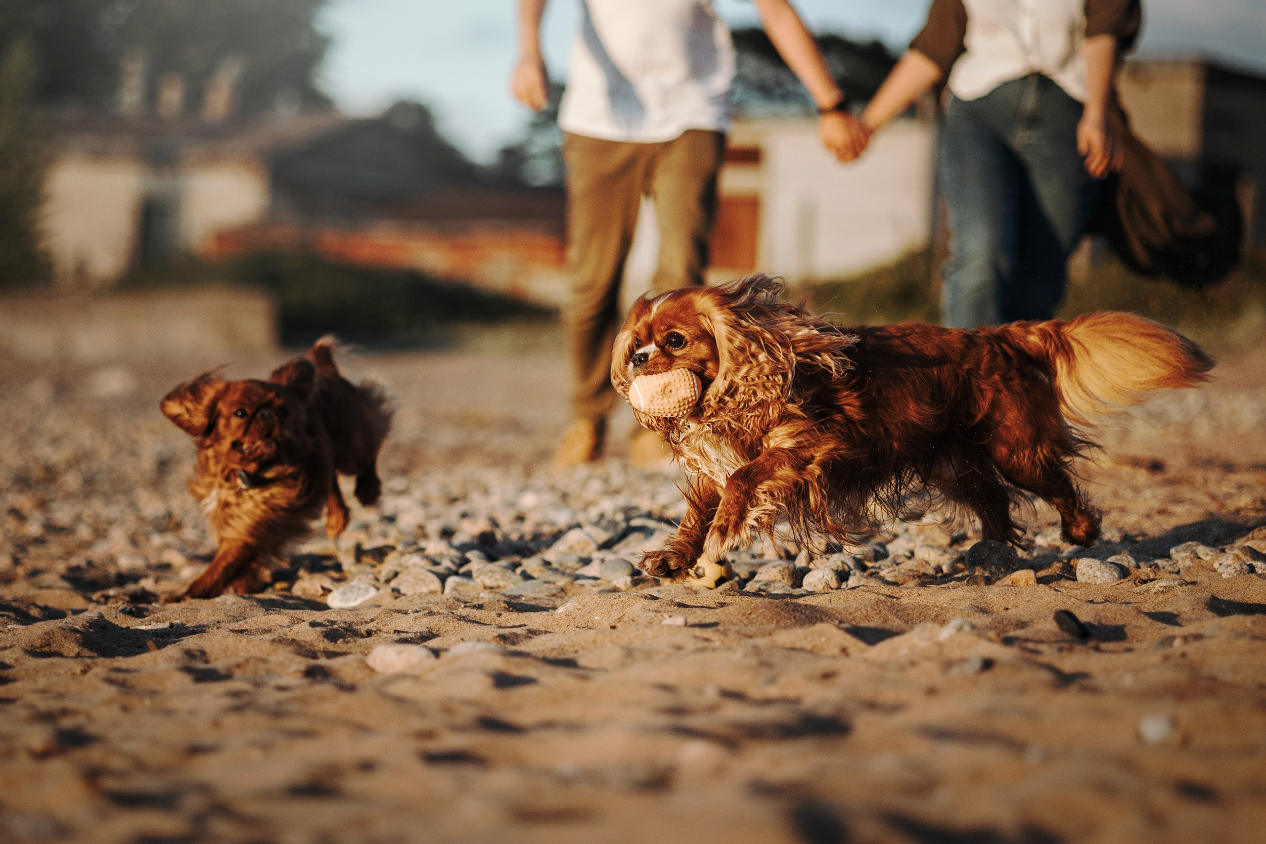 Верон, Гарри и их семья. Фотограф — Анималист | Санкт-Петербург