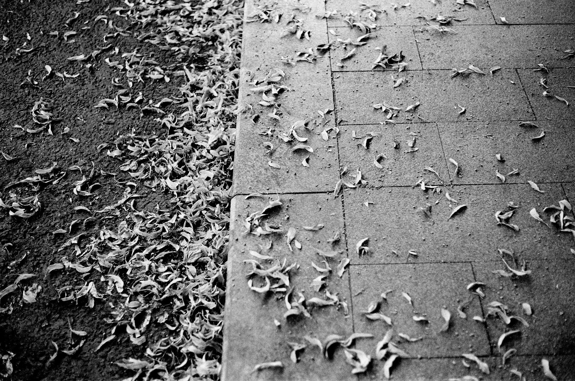 Нескучный сад и Остоженка. Другой Павел Поцелуев. Фотограф в 2025 году