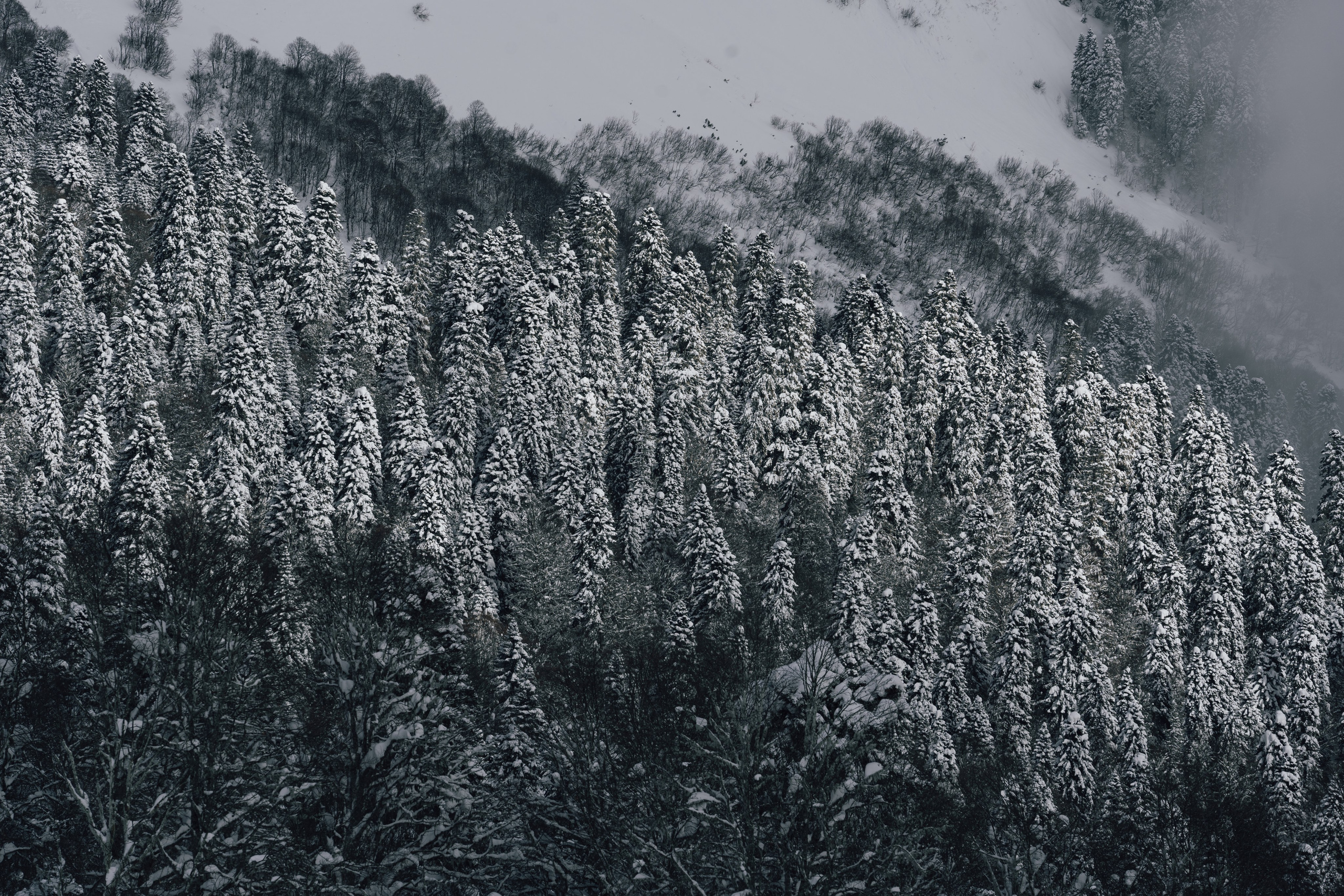 Путешествия и пейзаж. Репортажный фотограф в Красной Поляне и Сочи Павлюченко Екатерина
