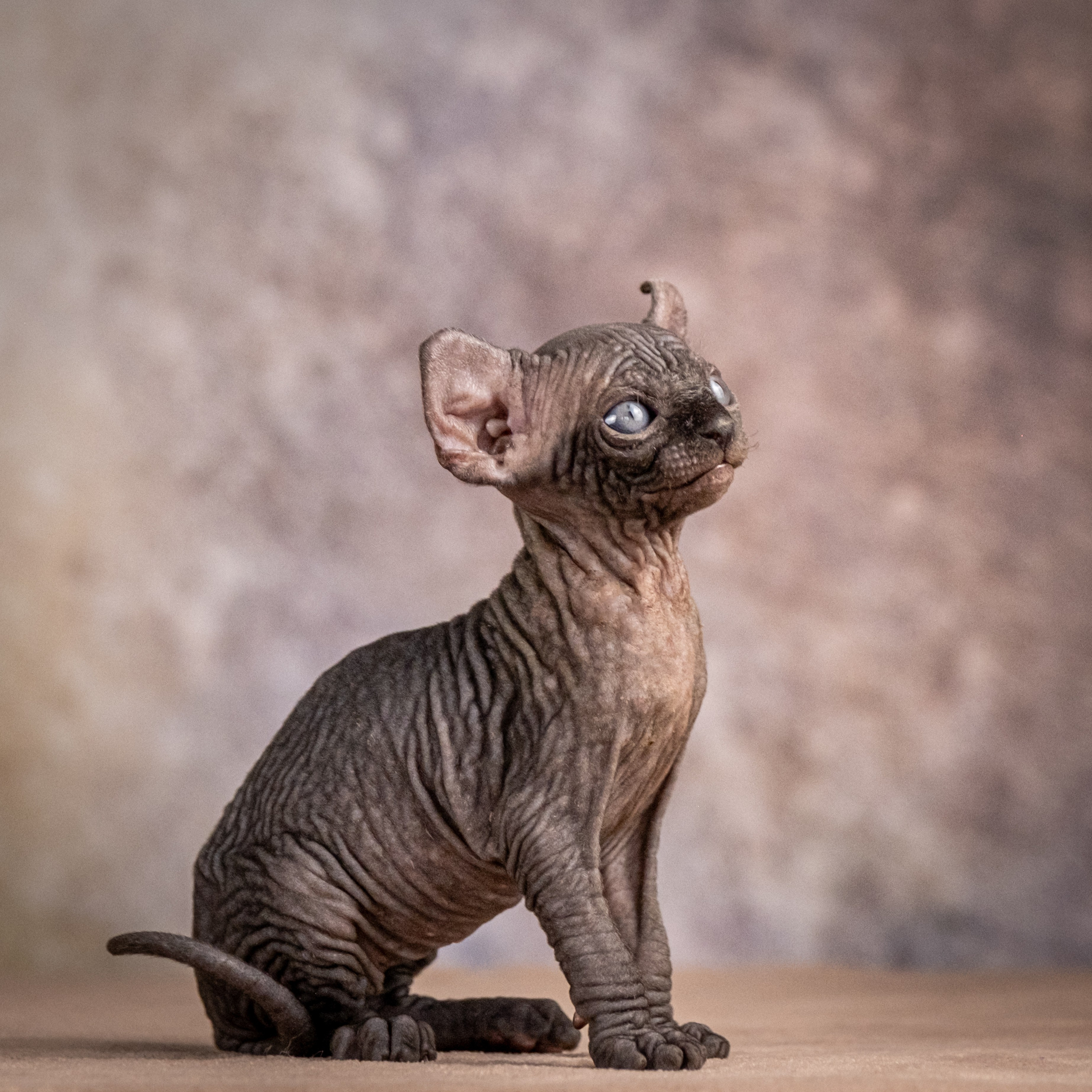 Сфинксы и эльфы для Никиты!. Зоофотограф, фотограф животных в Москве и области Дина Дамоцева