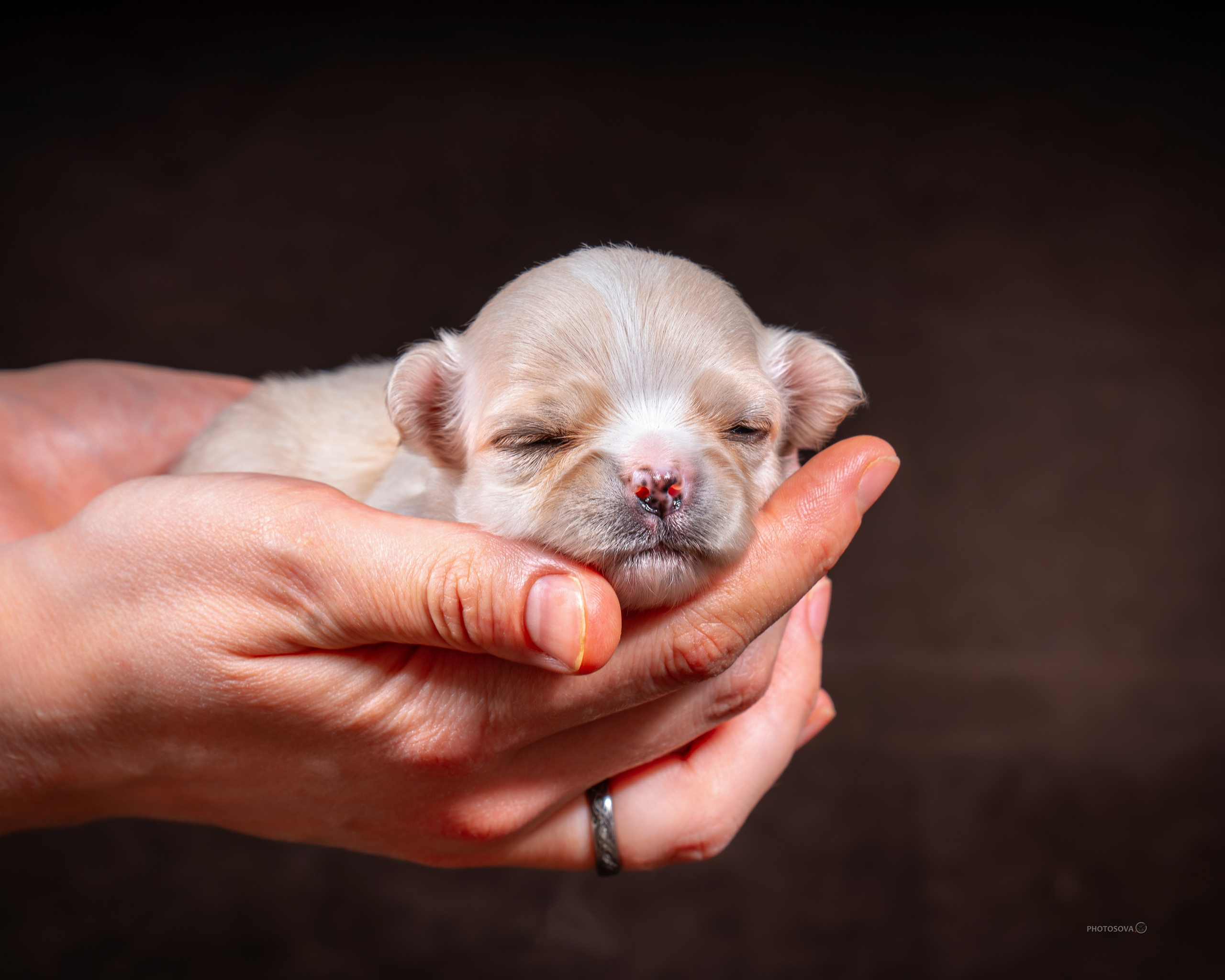 ФОТОПАМЯТЬ ВАШИХ ЭМОЦИЙ. Фотограф-анималист, семейный фотограф в Москве и Подмосковье. Фотосъёмка кинологических дисциплин