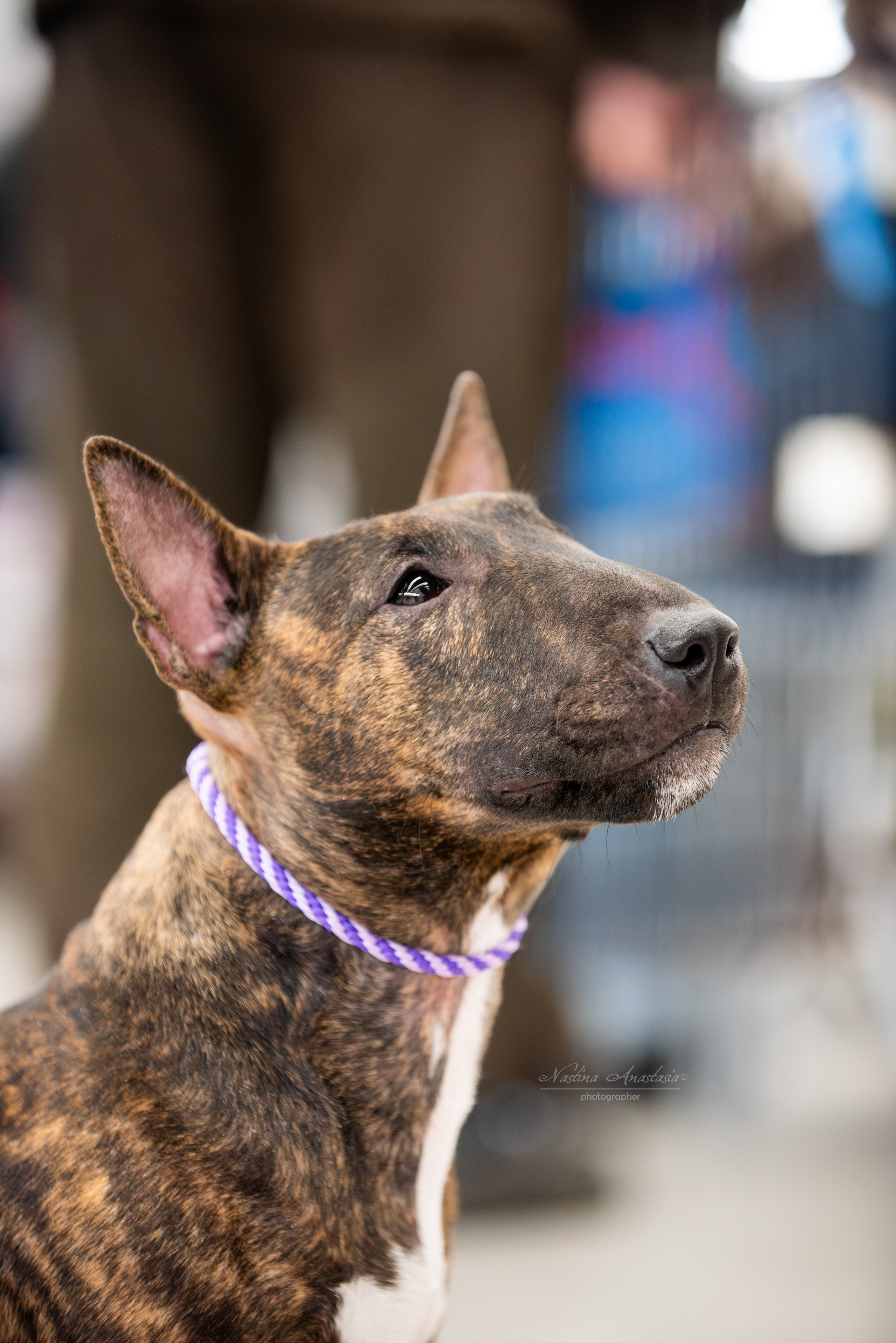 Выставки. Фотограф — Анималист