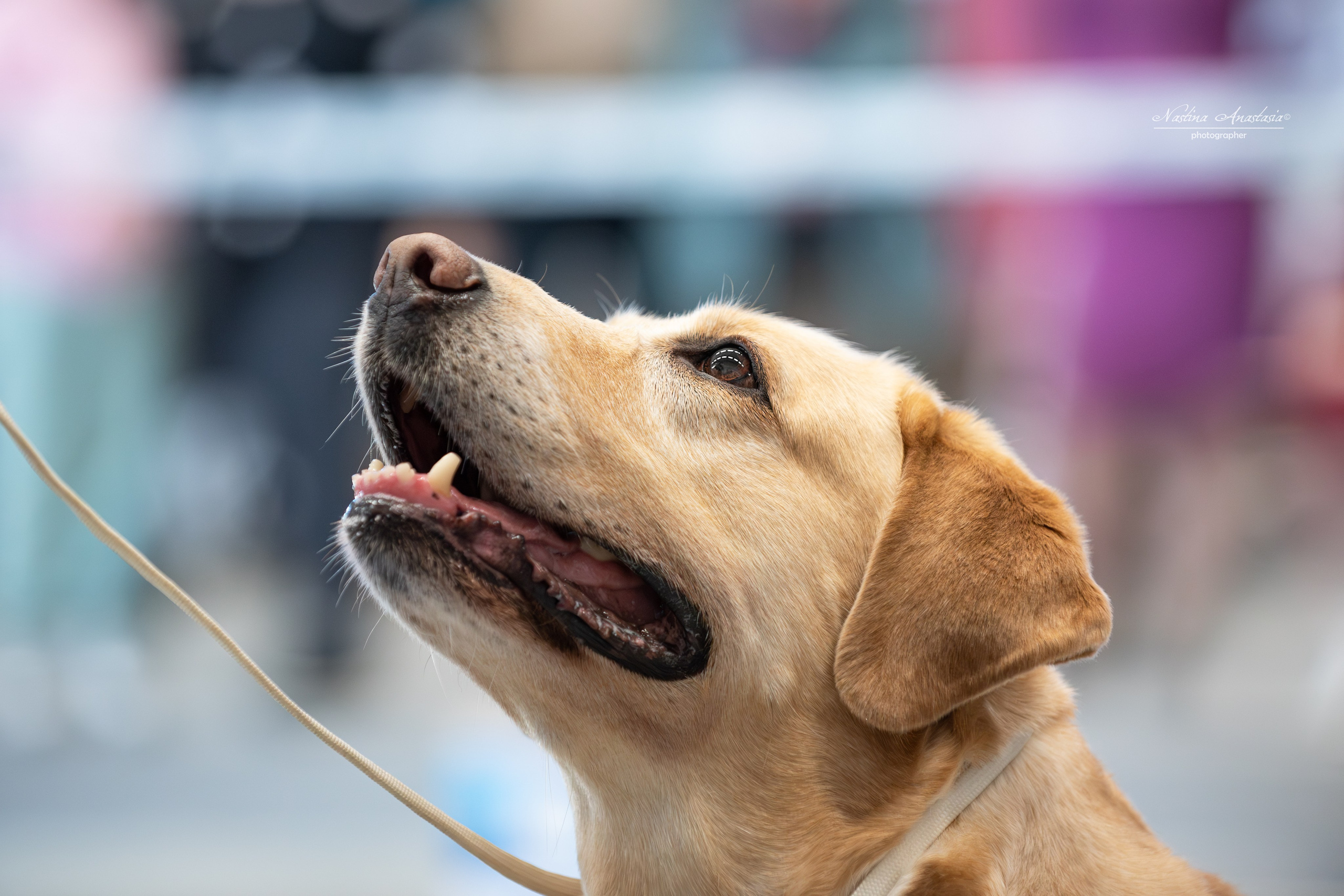 Выставки. Фотограф — Анималист