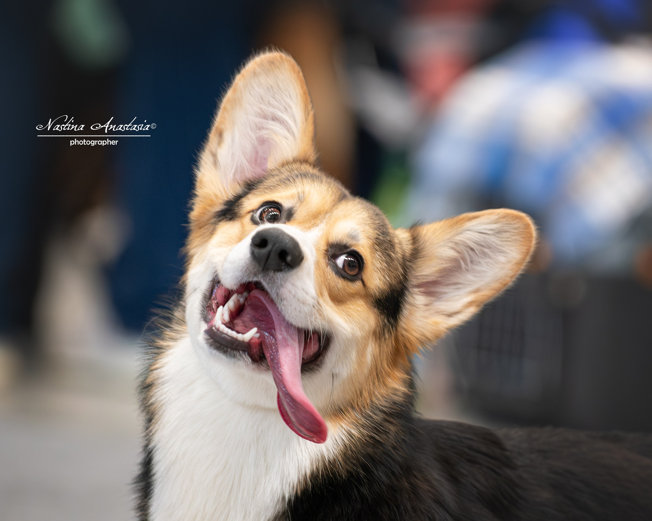 Выставки. Фотограф — Анималист