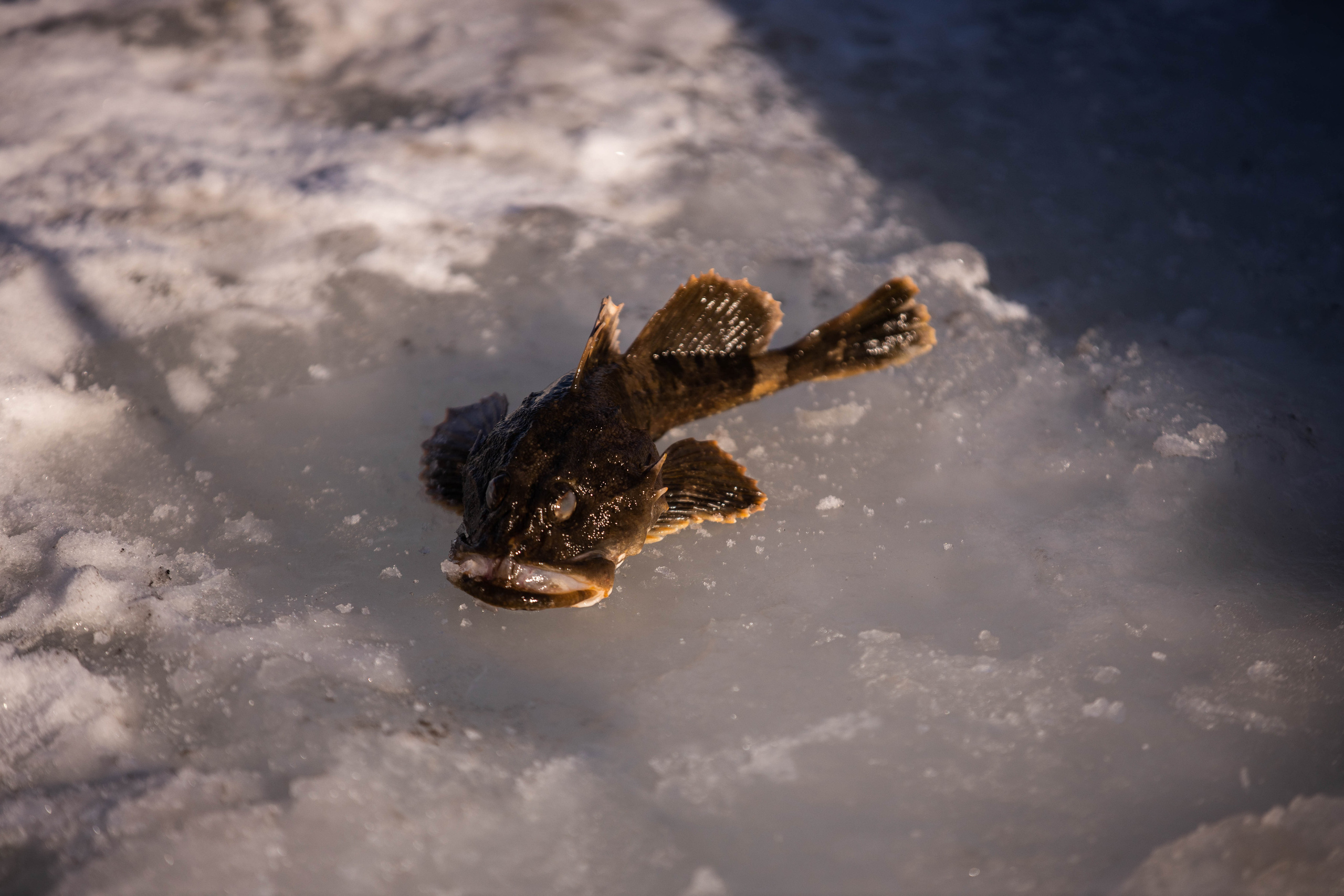 Fishing Festival. Фотограф во Владивостоке Максим Цой