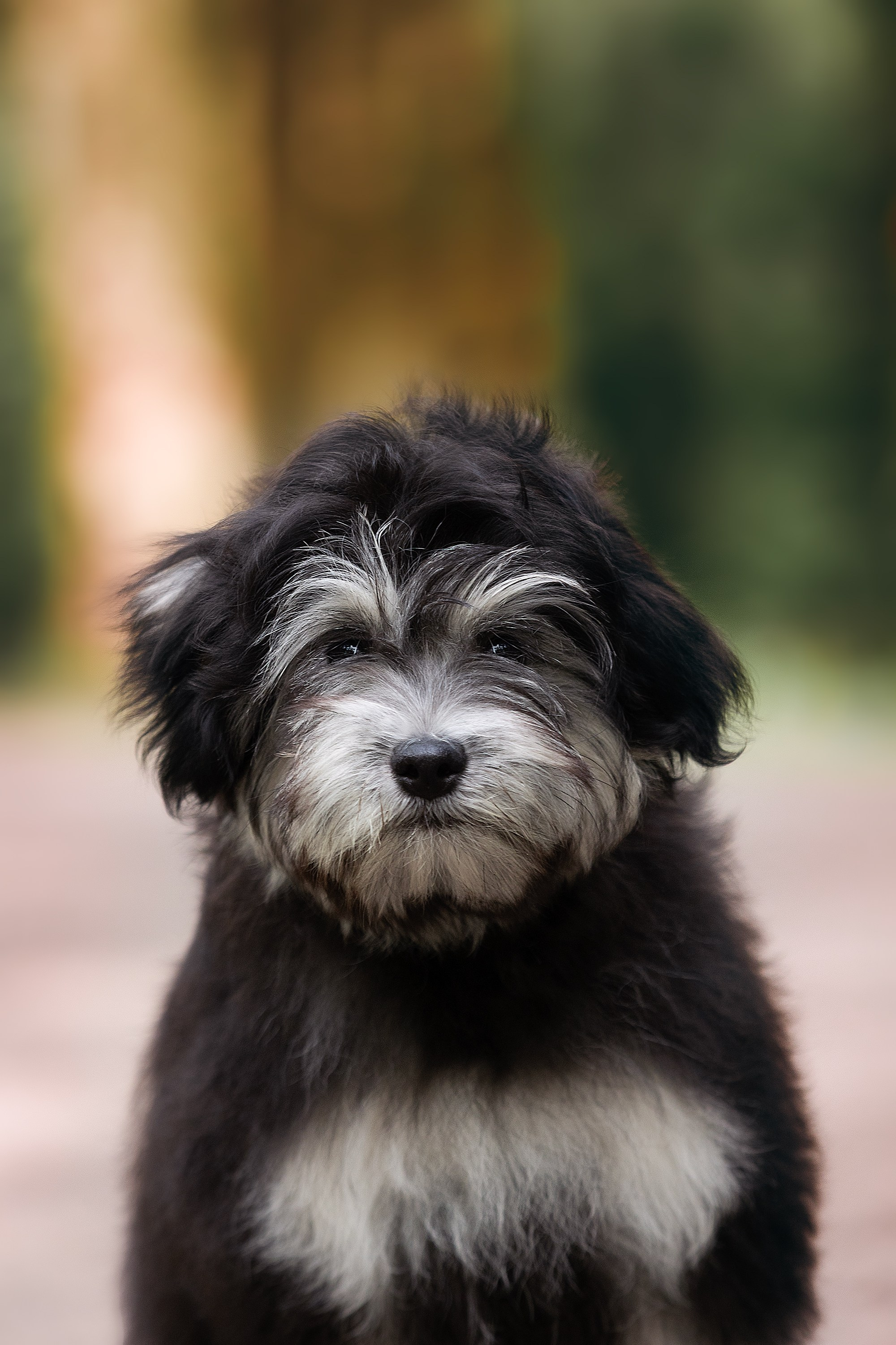 Фотосессии помётов щенков. Фотограф. Фотограф-анималист. Москва