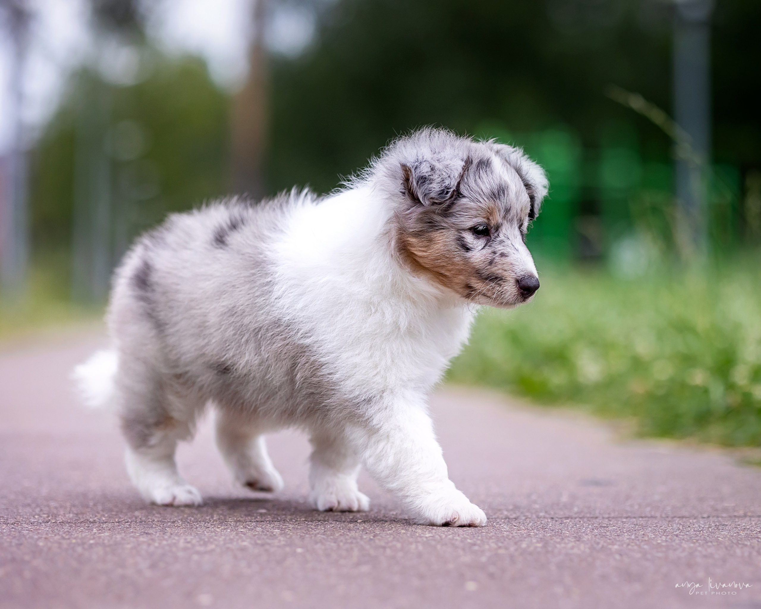 Шелти. Фотограф анималист Аня Ливанова | Рыбинск