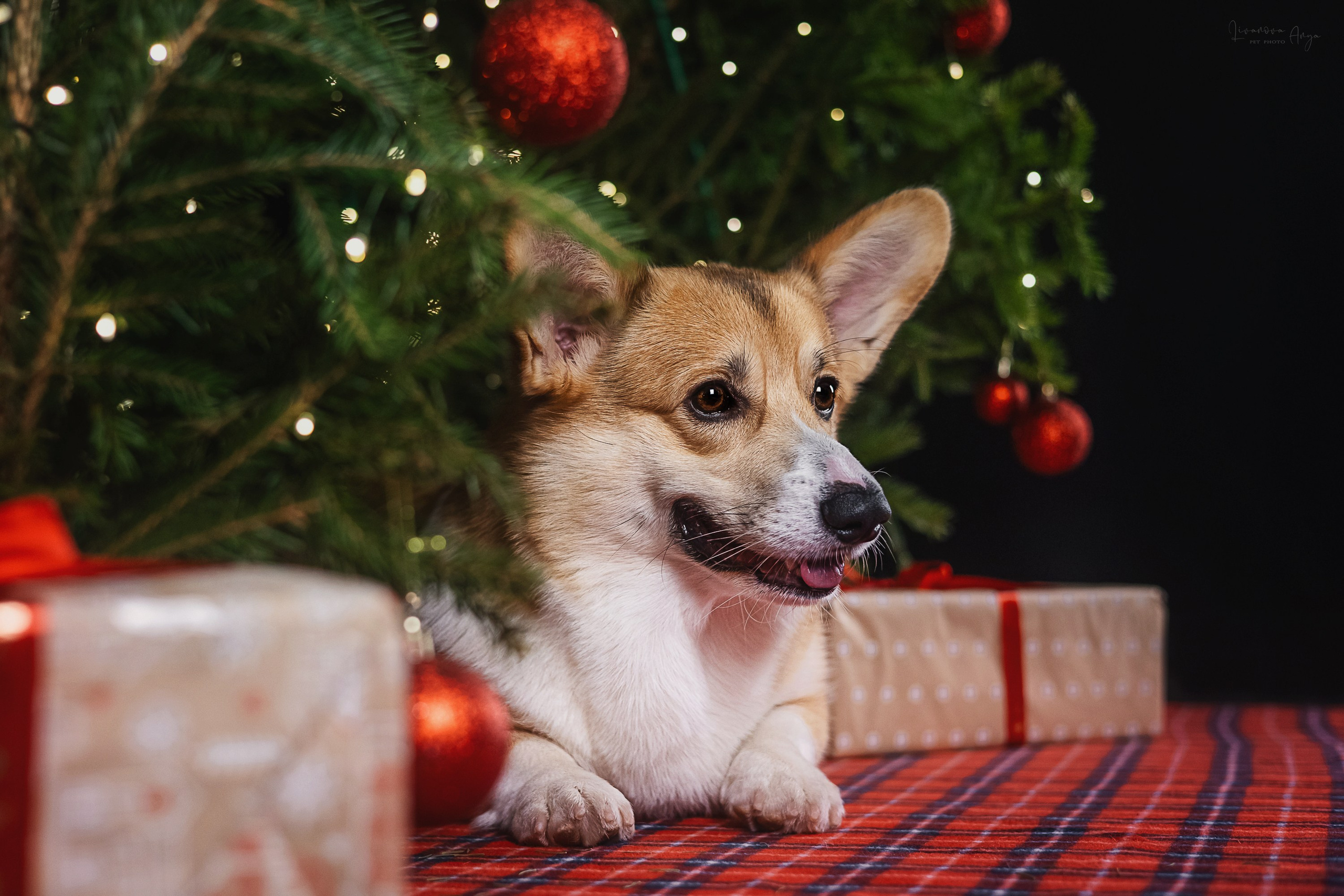 Фотодень_1 2025. Фотограф анималист Аня Ливанова | Рыбинск