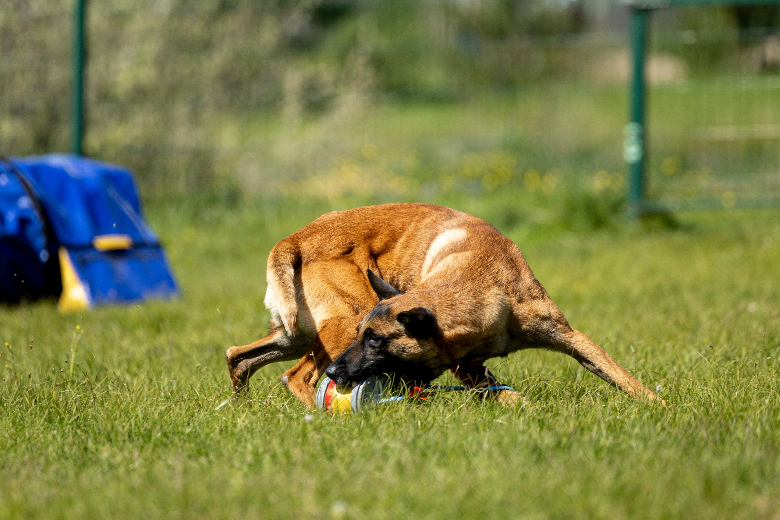 Испытания по мондьорингу в Нижнем Новгороде. Фотограф-анималист Анна Маринич