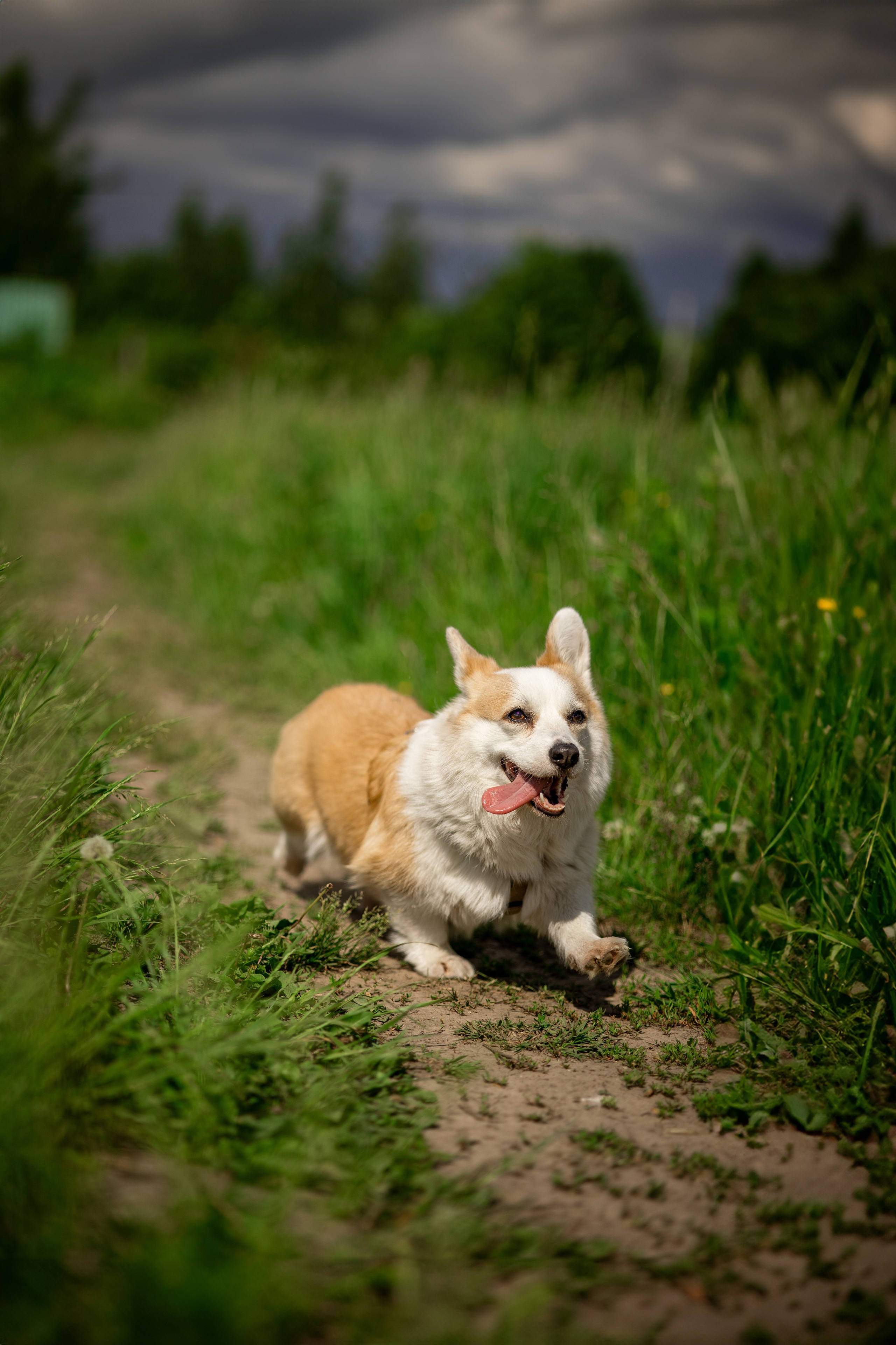 Съемка с собакой. Анастасия Белаш