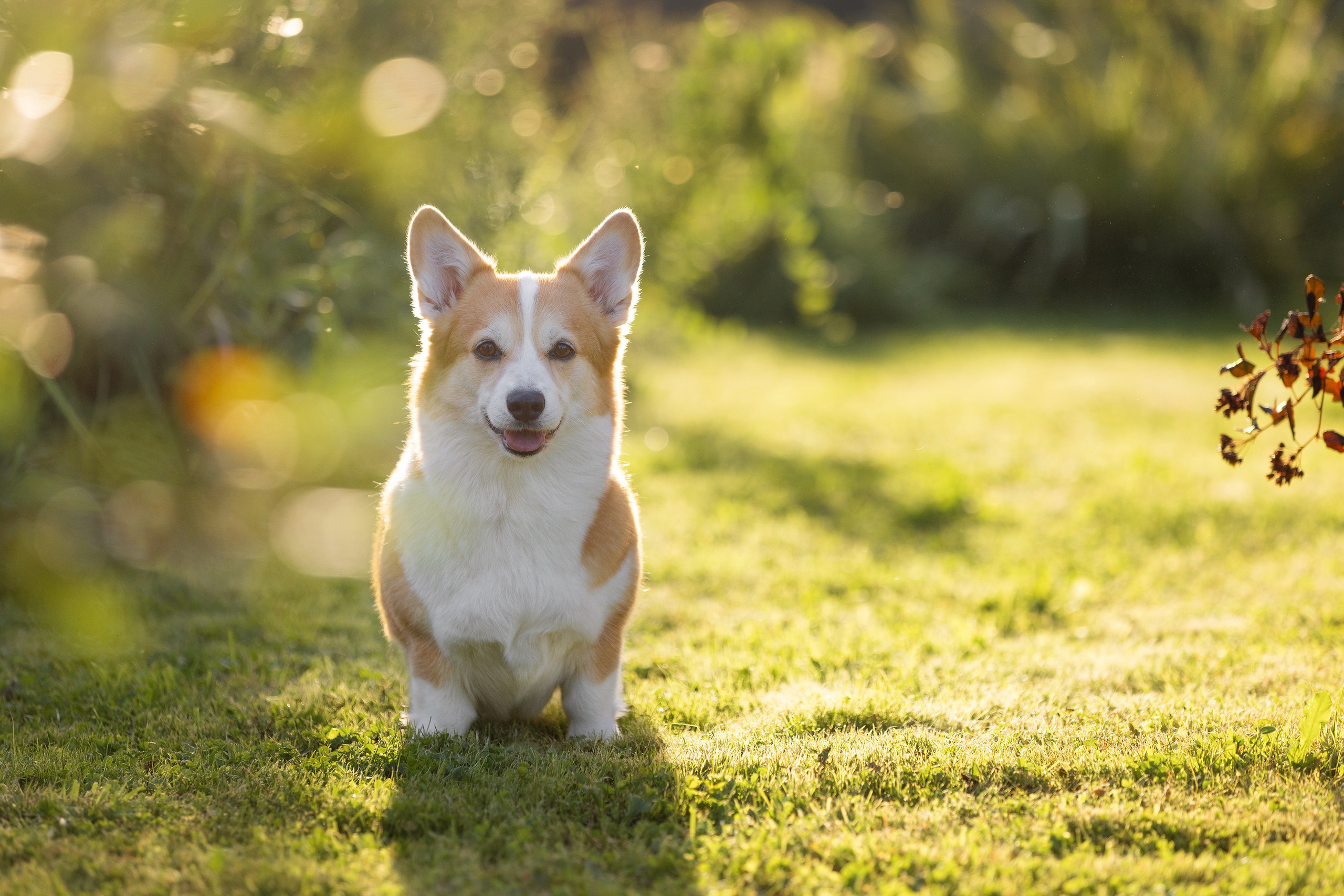 Собаки и не только. Фотограф Алена Звездина