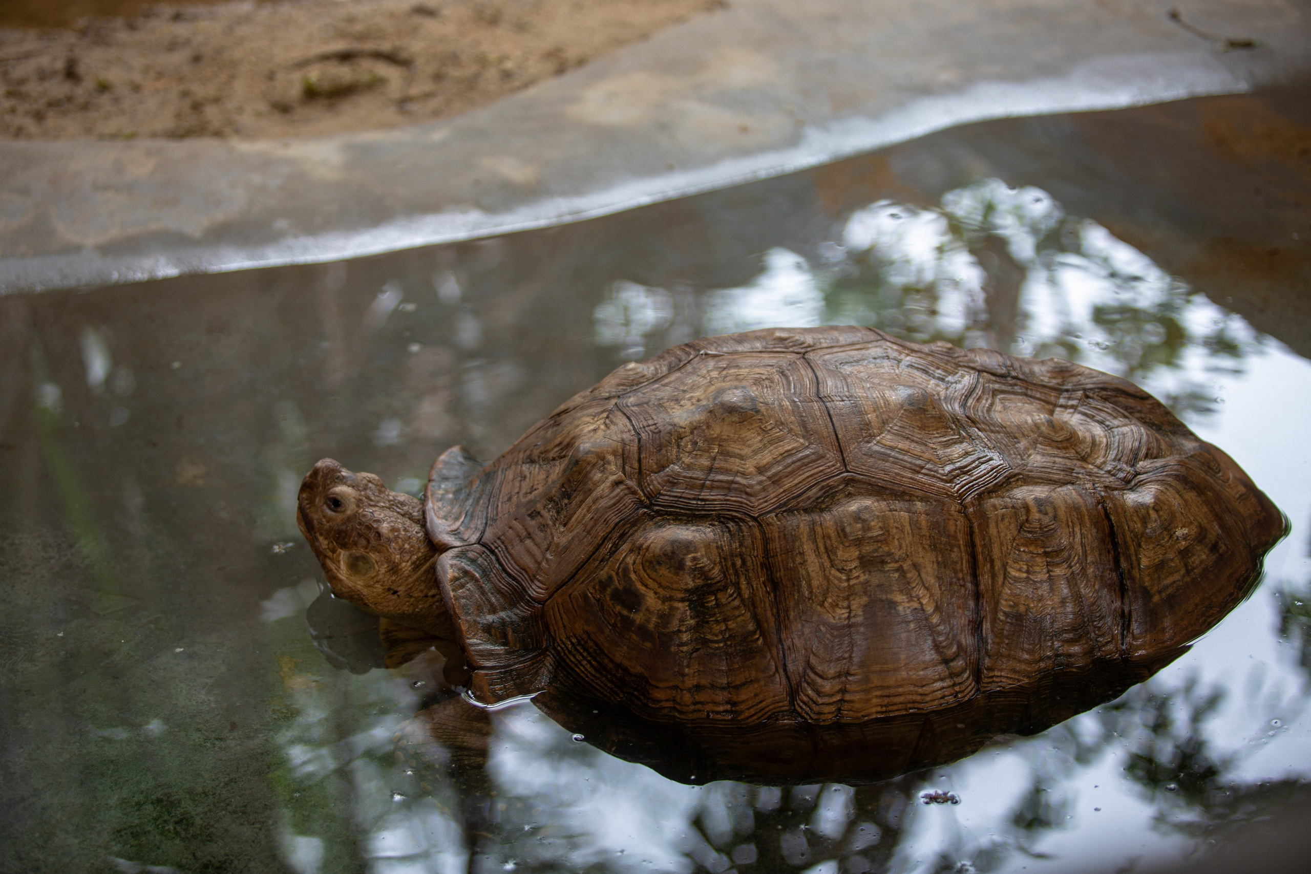 Samut Prakan Crocodile Farm & Zoo. Photographer Sonkina Tatiana (Tanya Ash)