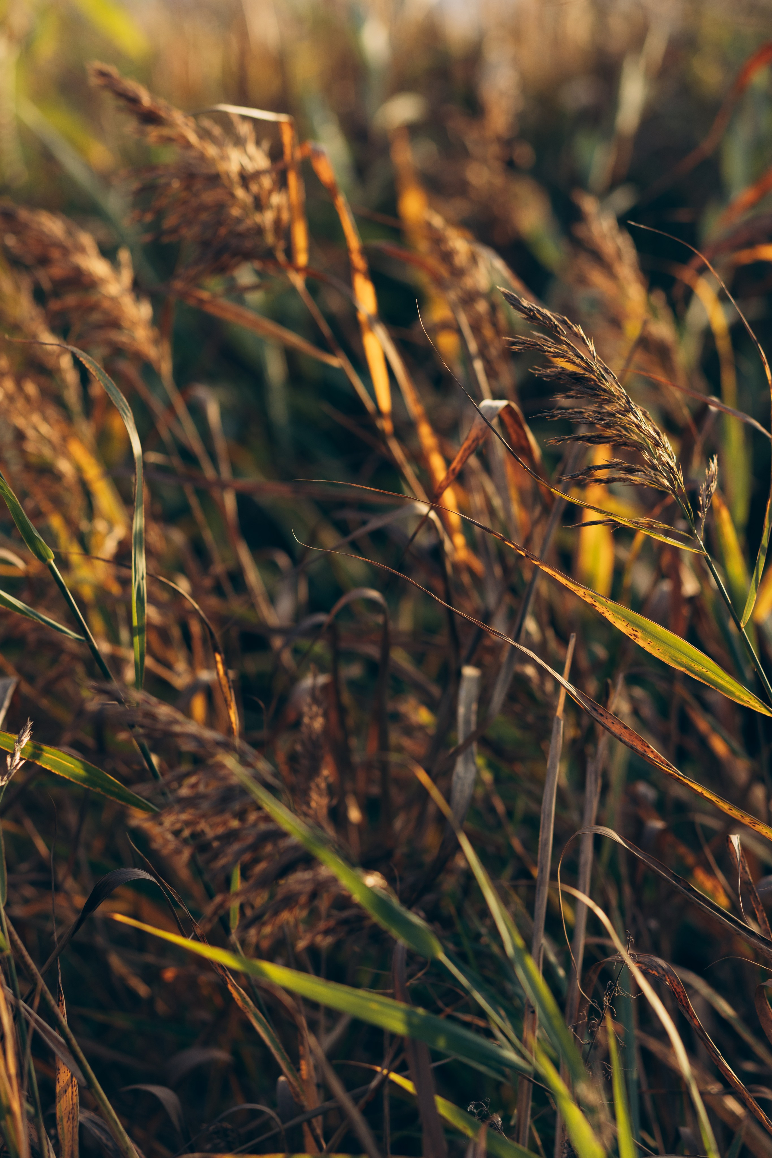 Оксана осень. Фотограф в Челябинске Снежана Резниченко