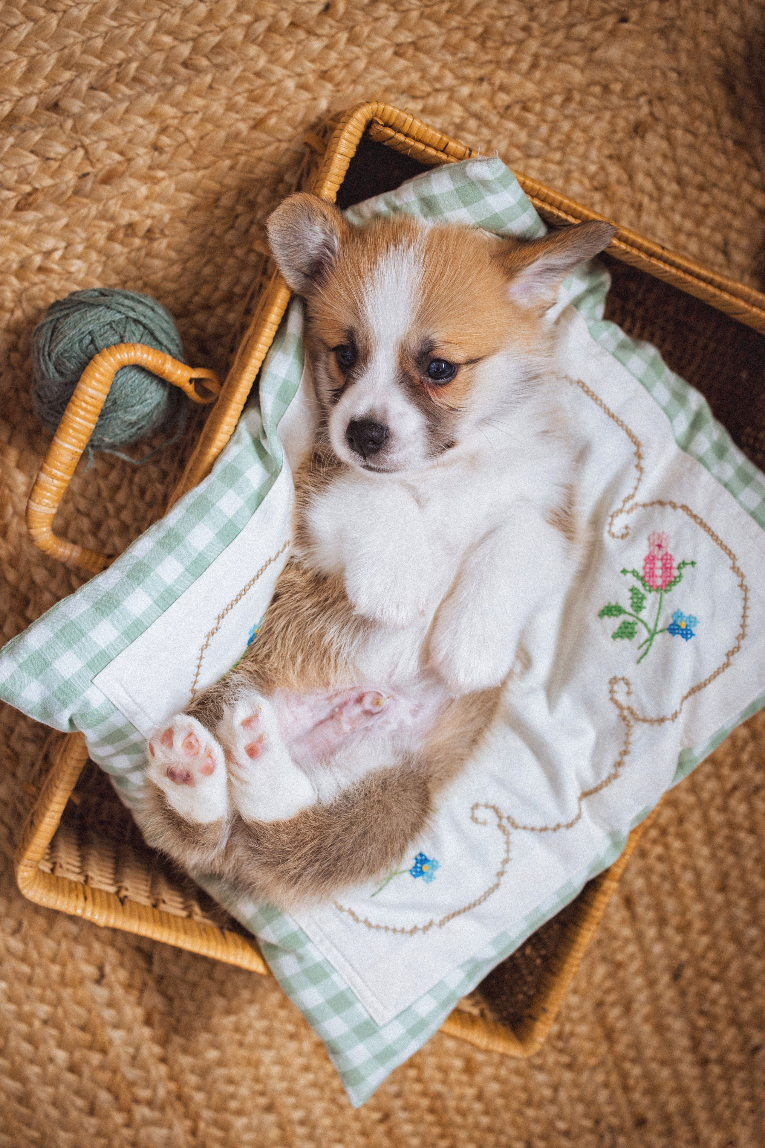 Фотосессия с щенками Корги, в фотостудии Ольги Сурухановой, город Краснодар. Семейный и детский фотограф в Краснодаре Анна Трашкова