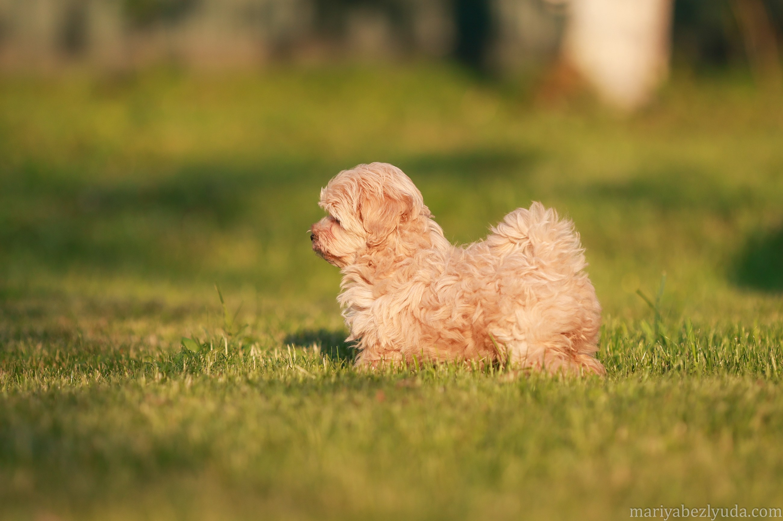 Щенки. Семейный и детский фотограф в Москве Мария Быкова