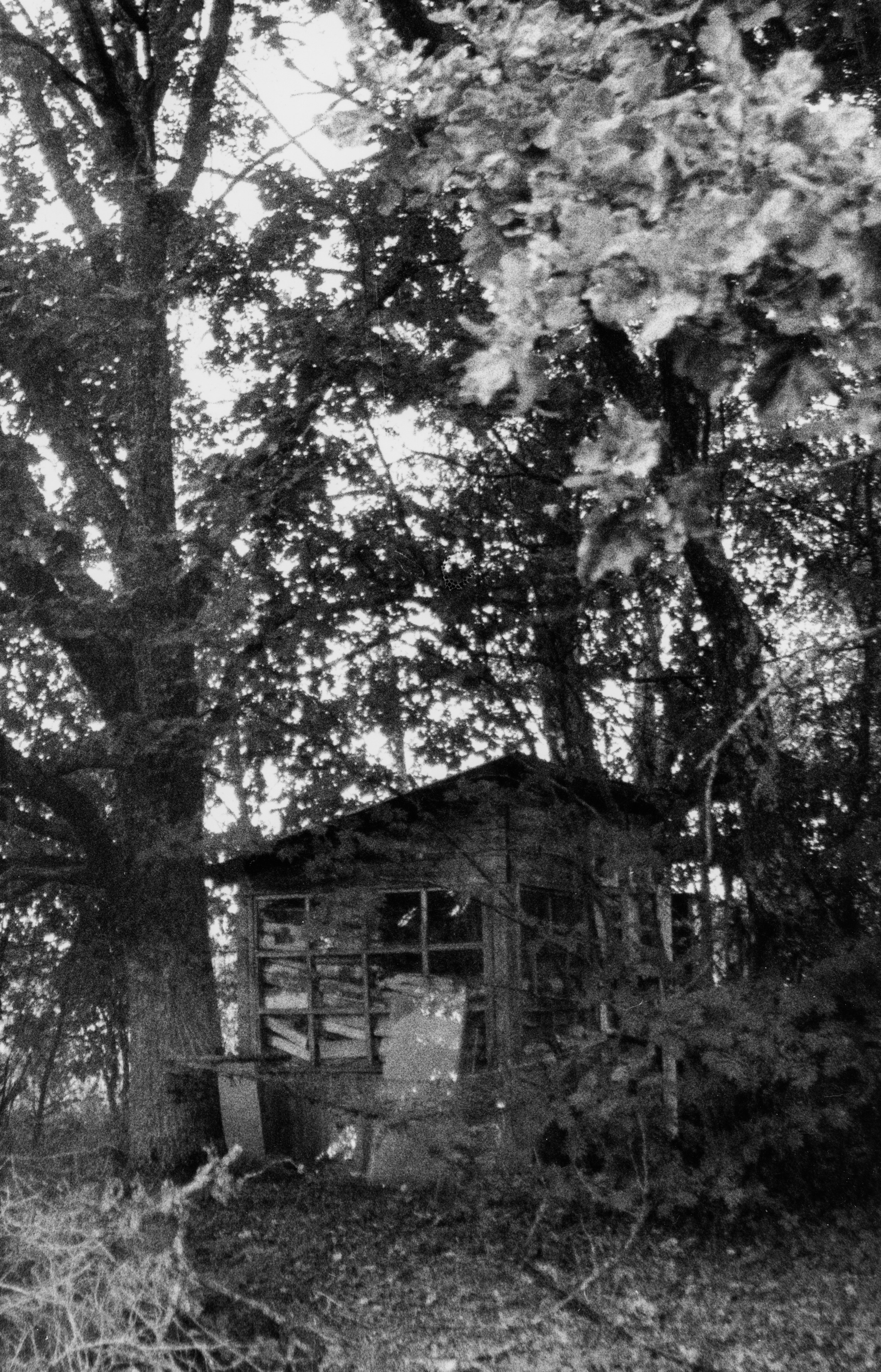 Prints. Maria Abdullaeva