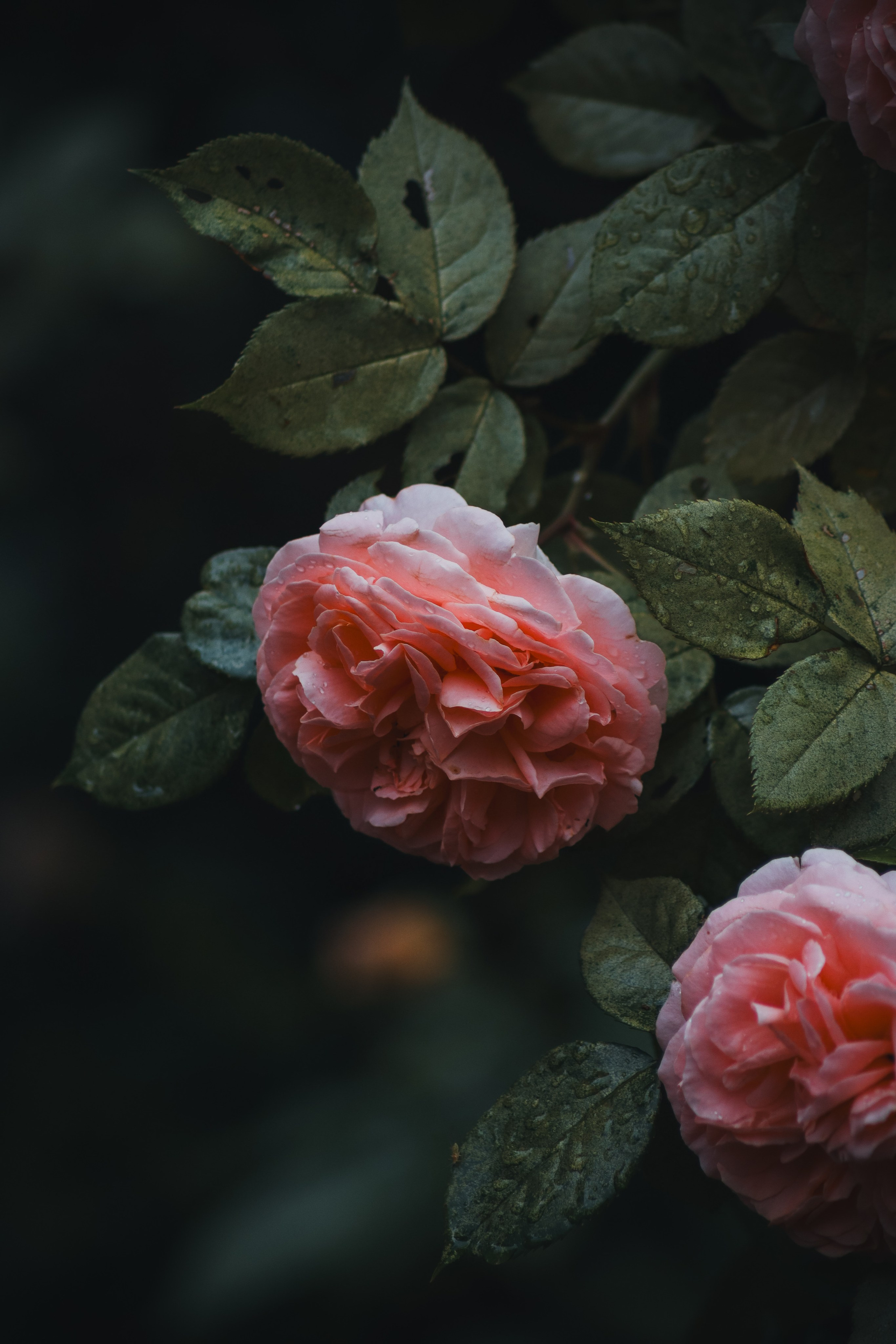 Р А С Т Е Н И Я. — Digital Noise —