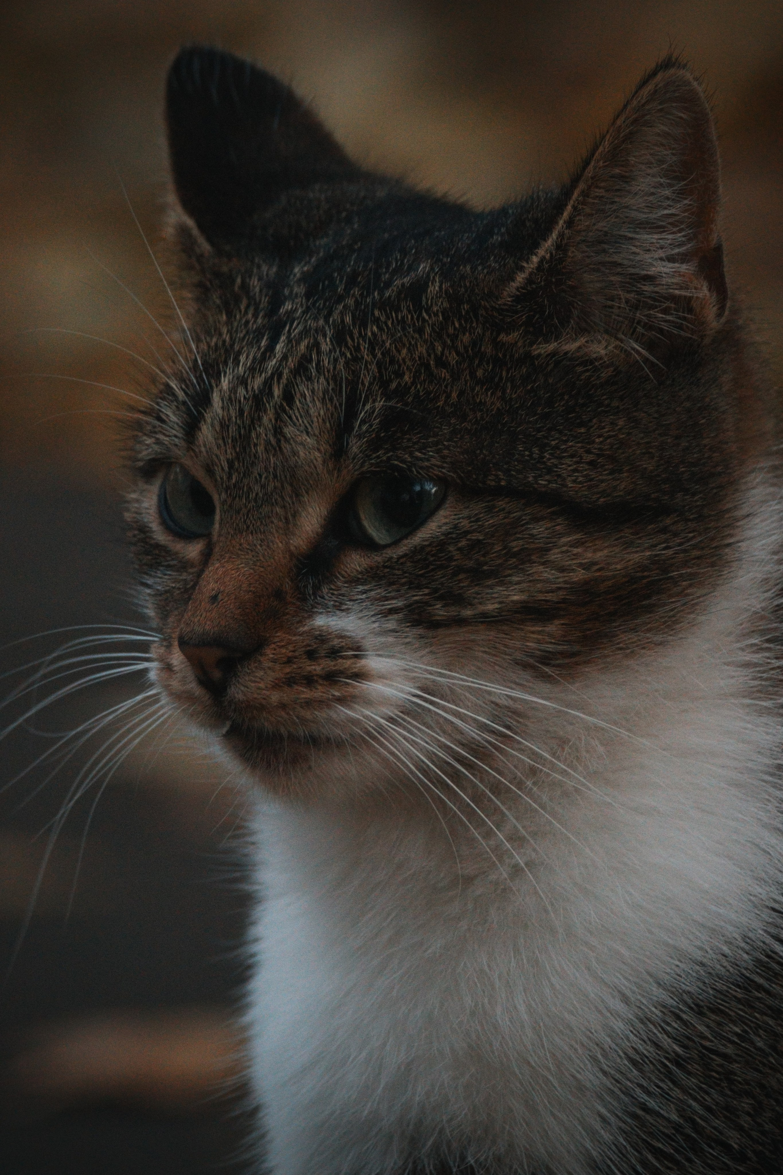 Р А З Н Ы Е — К О Т Ы. — Digital Noise —