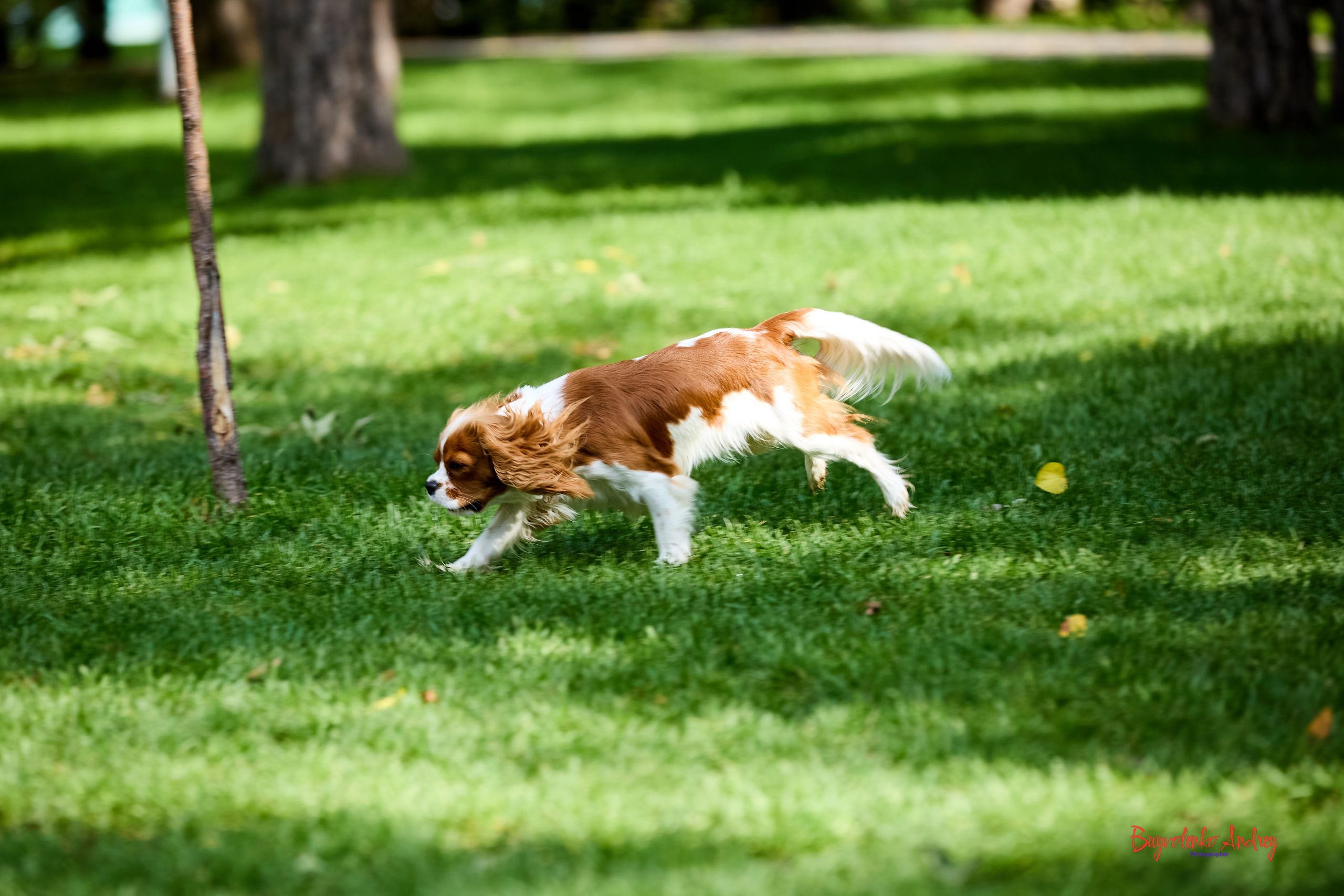 Фотопрогулка с кавалерами. Buyvolenko Andrey