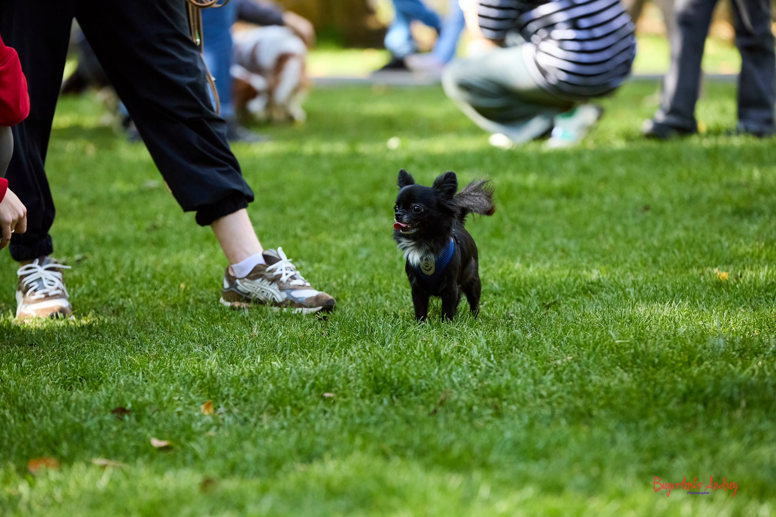 Фотопрогулка с кавалерами. Buyvolenko Andrey