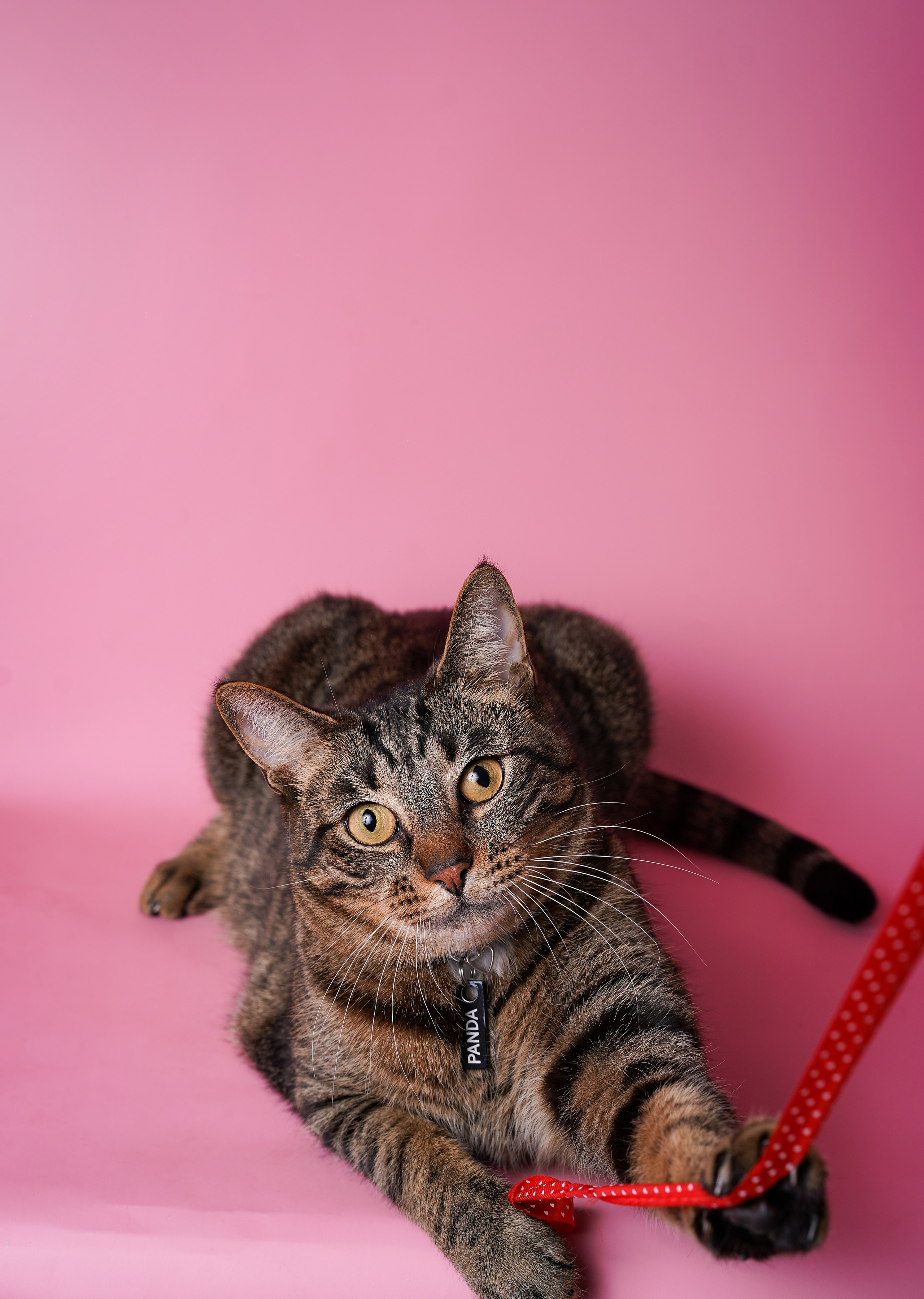 Маффин и Сэм. Фотограф-анималист в Санкт-Петербурге Яна Мартынова