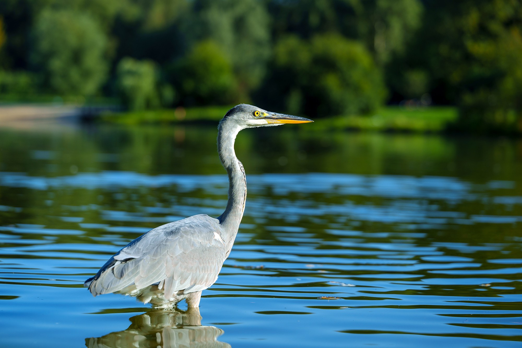 Удивительные мир птиц. Вокруг нас столько прекрасного — присмотритесь!. Ваш личный фотограф Марина Волкова