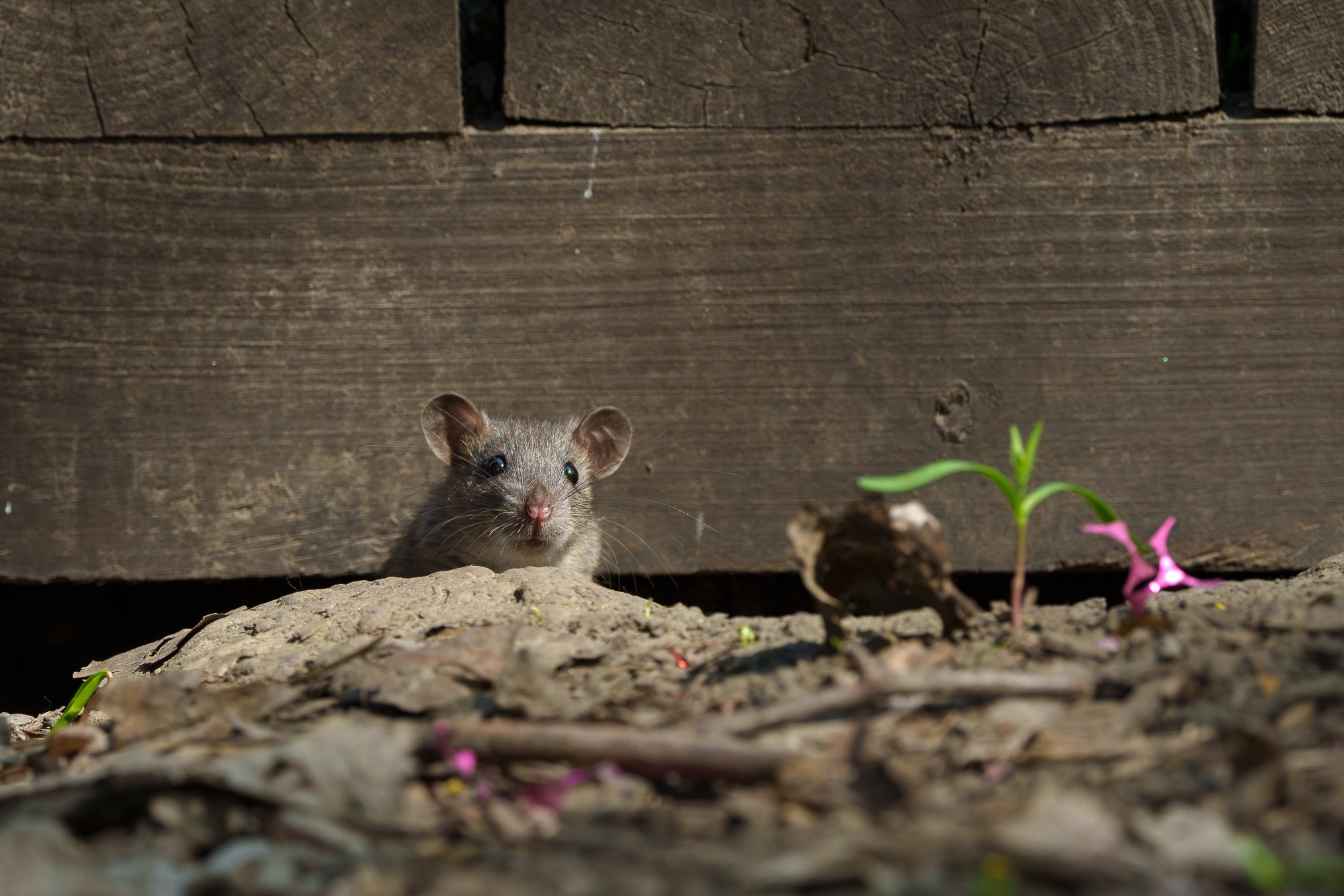 Животные. Ваш личный фотограф Марина Волкова