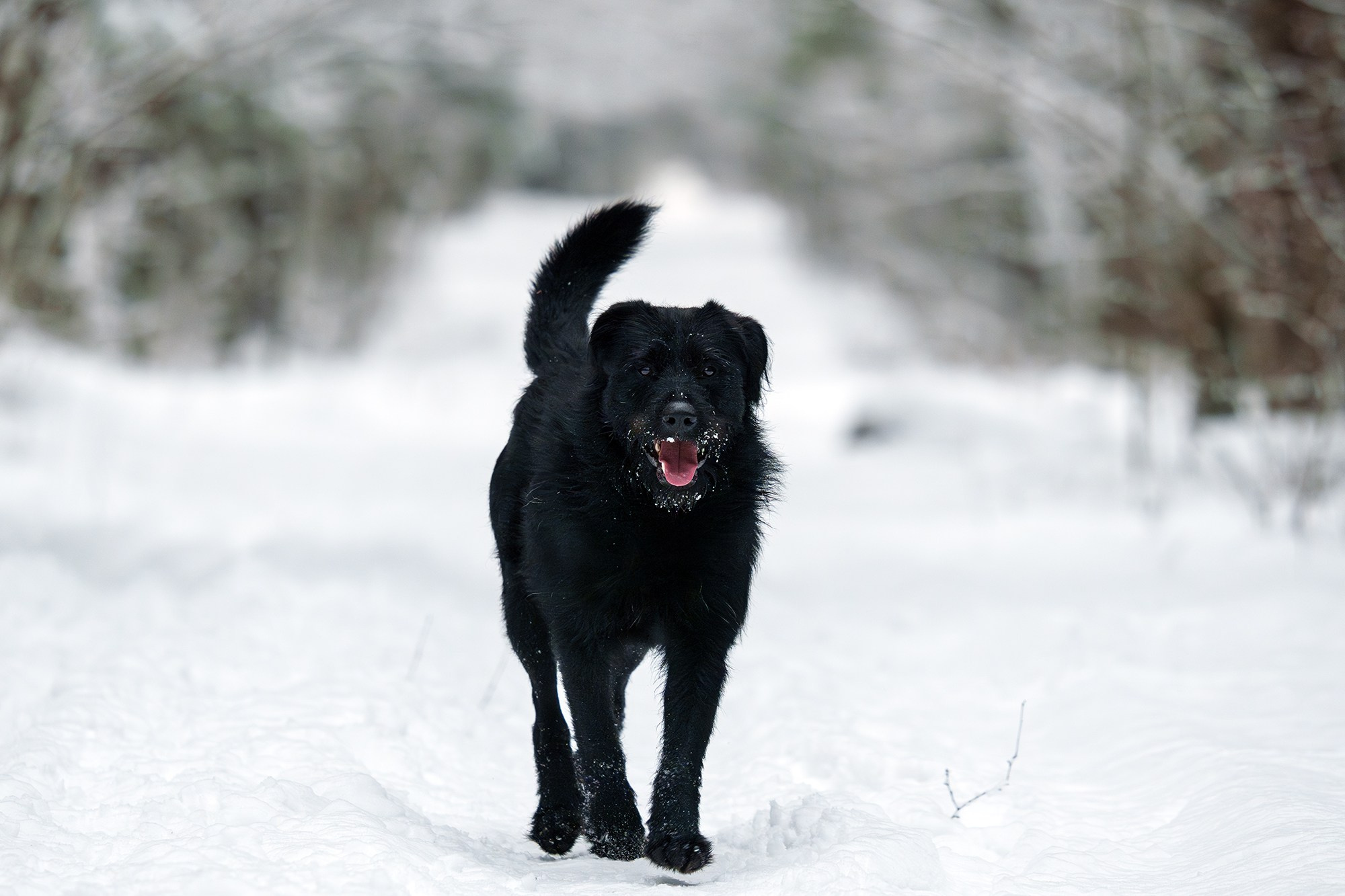 Животные. Ваш личный фотограф Марина Волкова