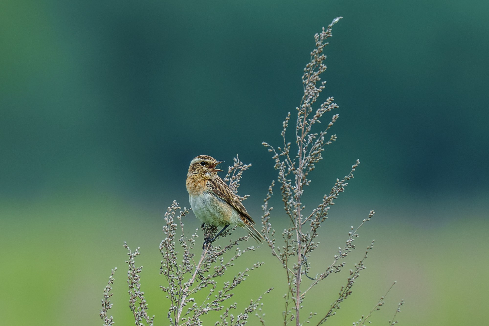 Удивительные мир птиц. Вокруг нас столько прекрасного — присмотритесь!. Ваш личный фотограф Марина Волкова