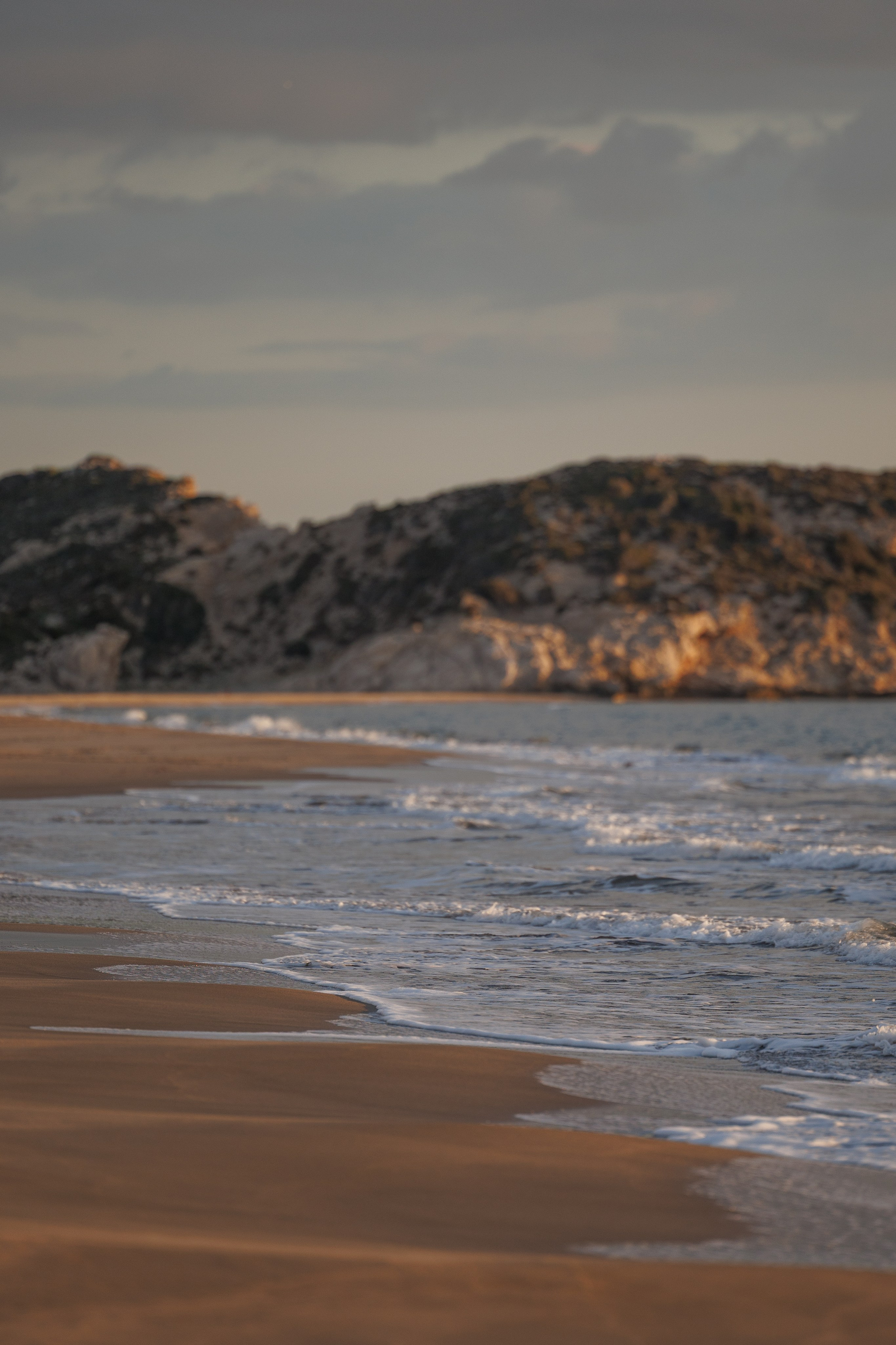Финик. Фотограф анималист в Казани Алина Сулейманова. Фотограф животных
