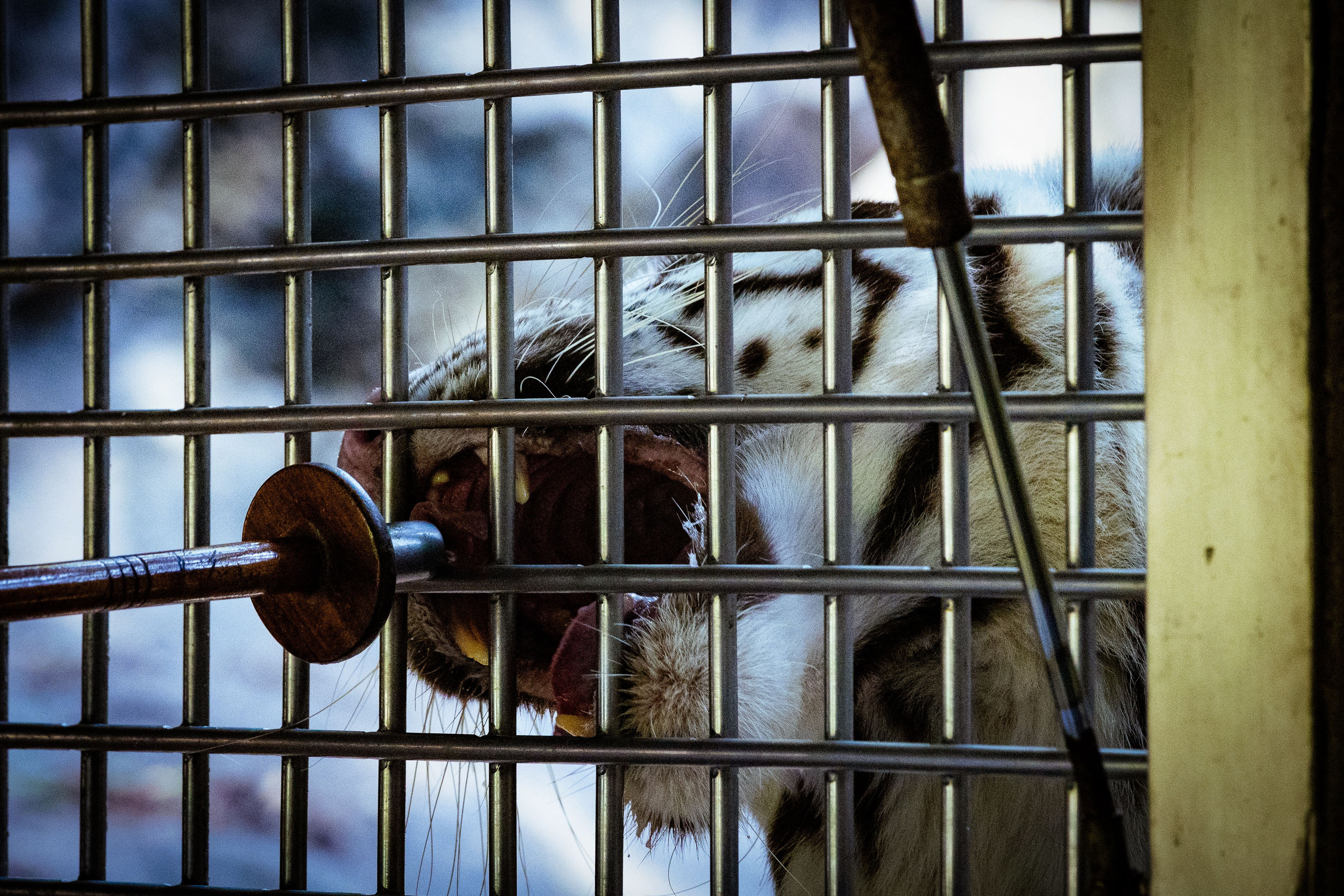 Таиланд (зима 2025). Фотограф Виноградов Константин