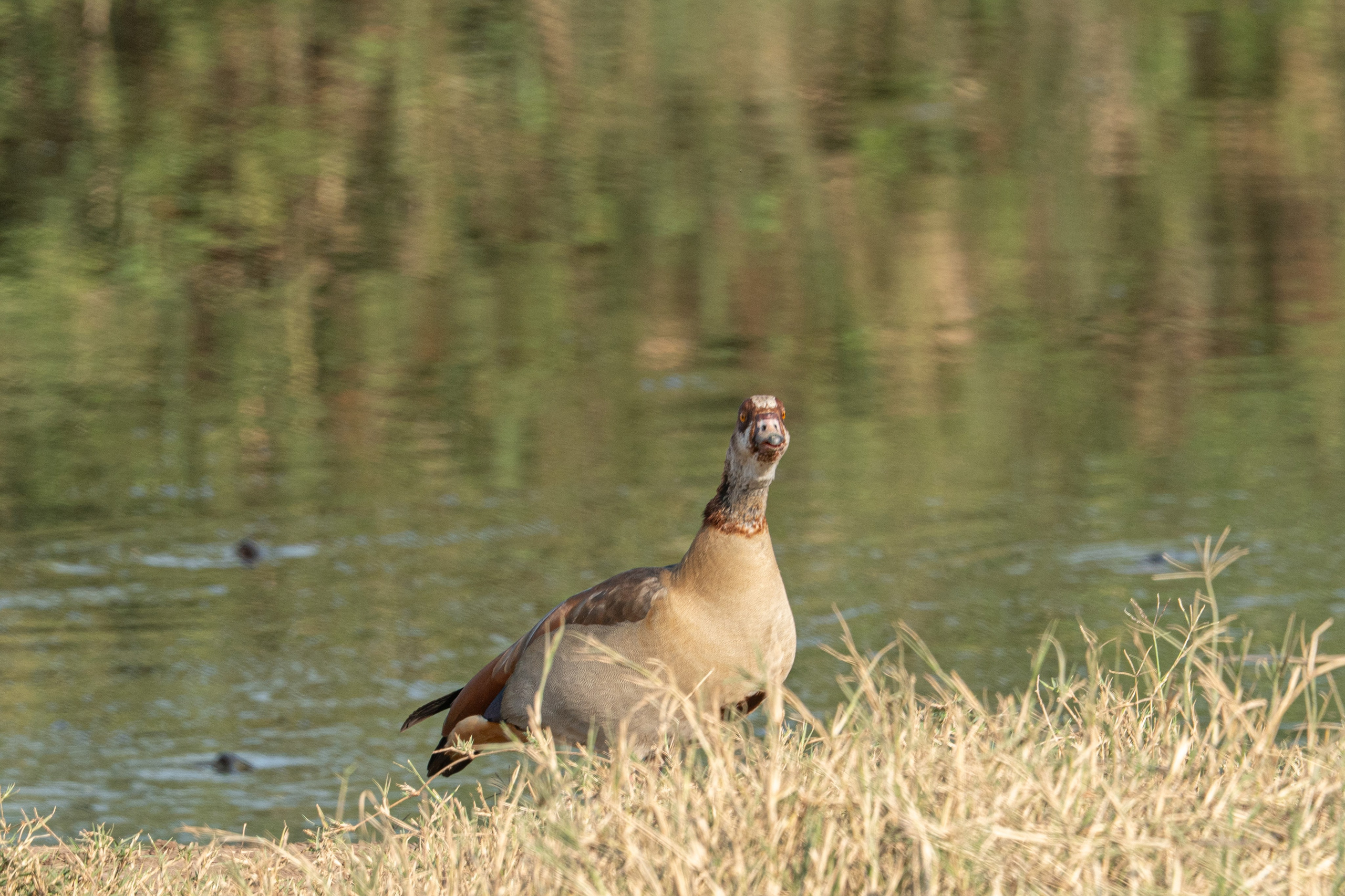 Танзания, сафари, 2025. Творческие сьемки