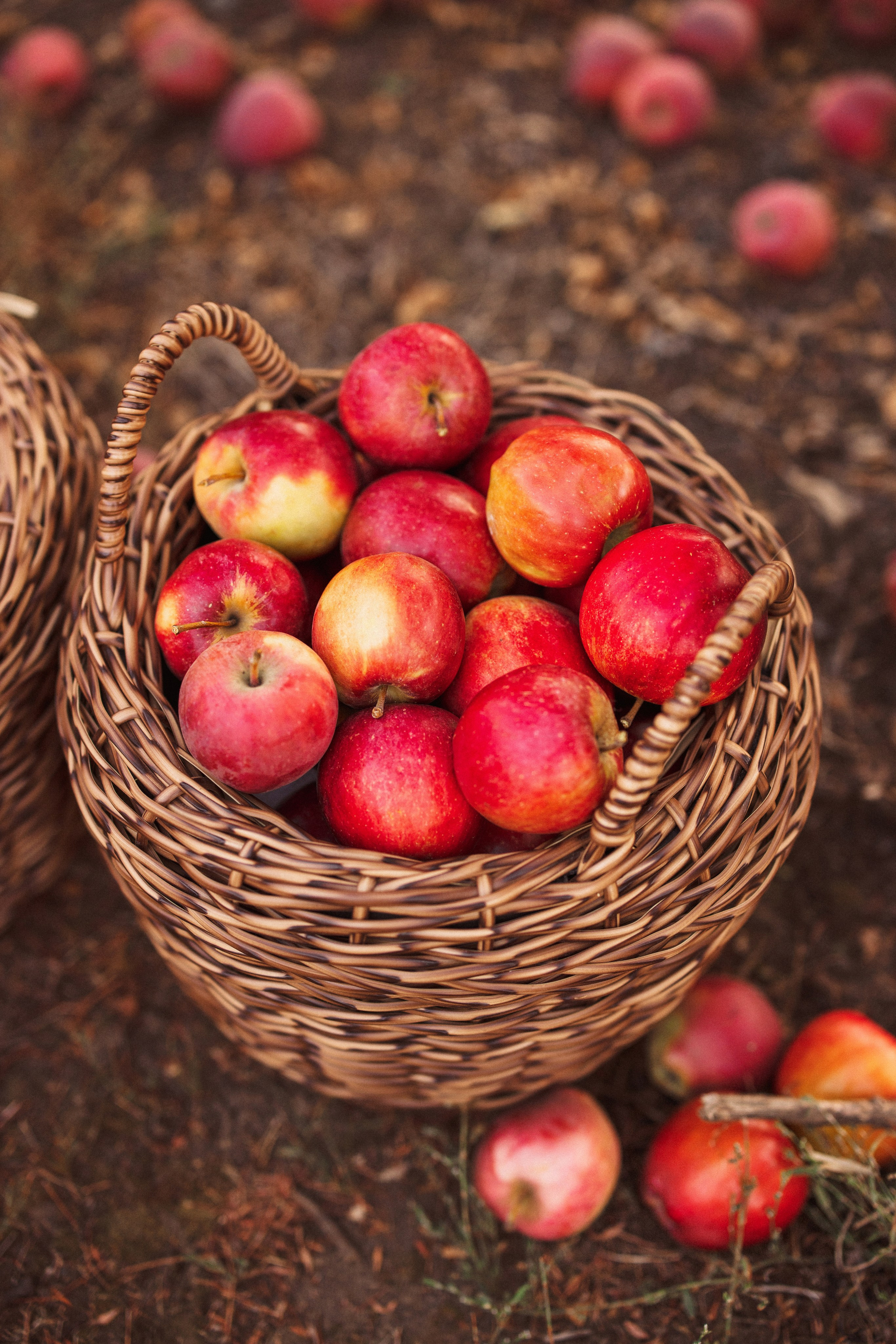 Сбор урожая Яблок. Семейный и детский фотограф в Краснодаре Анна Трашкова